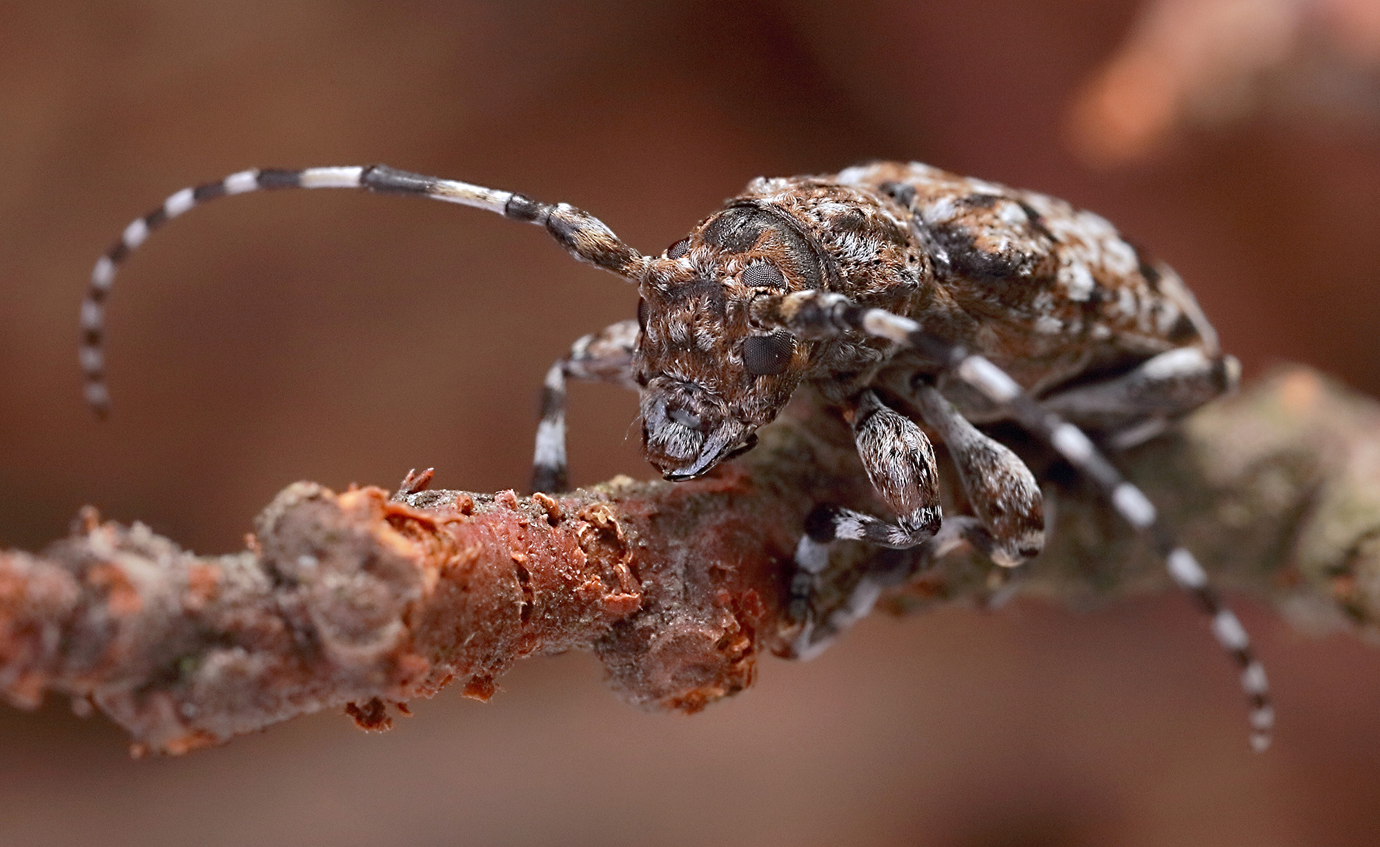 Aegomorphus clavipes