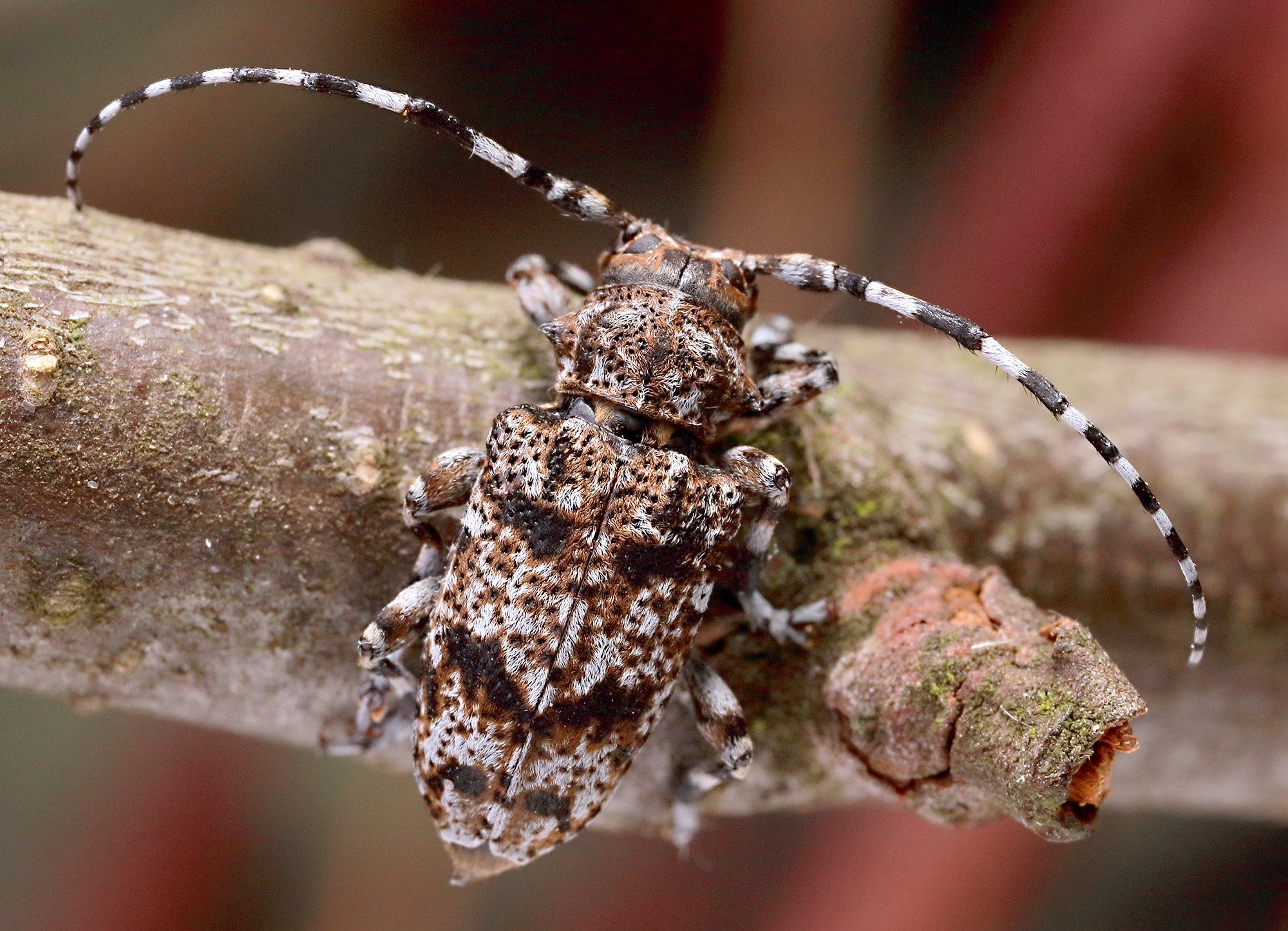 Aegomorphus clavipes