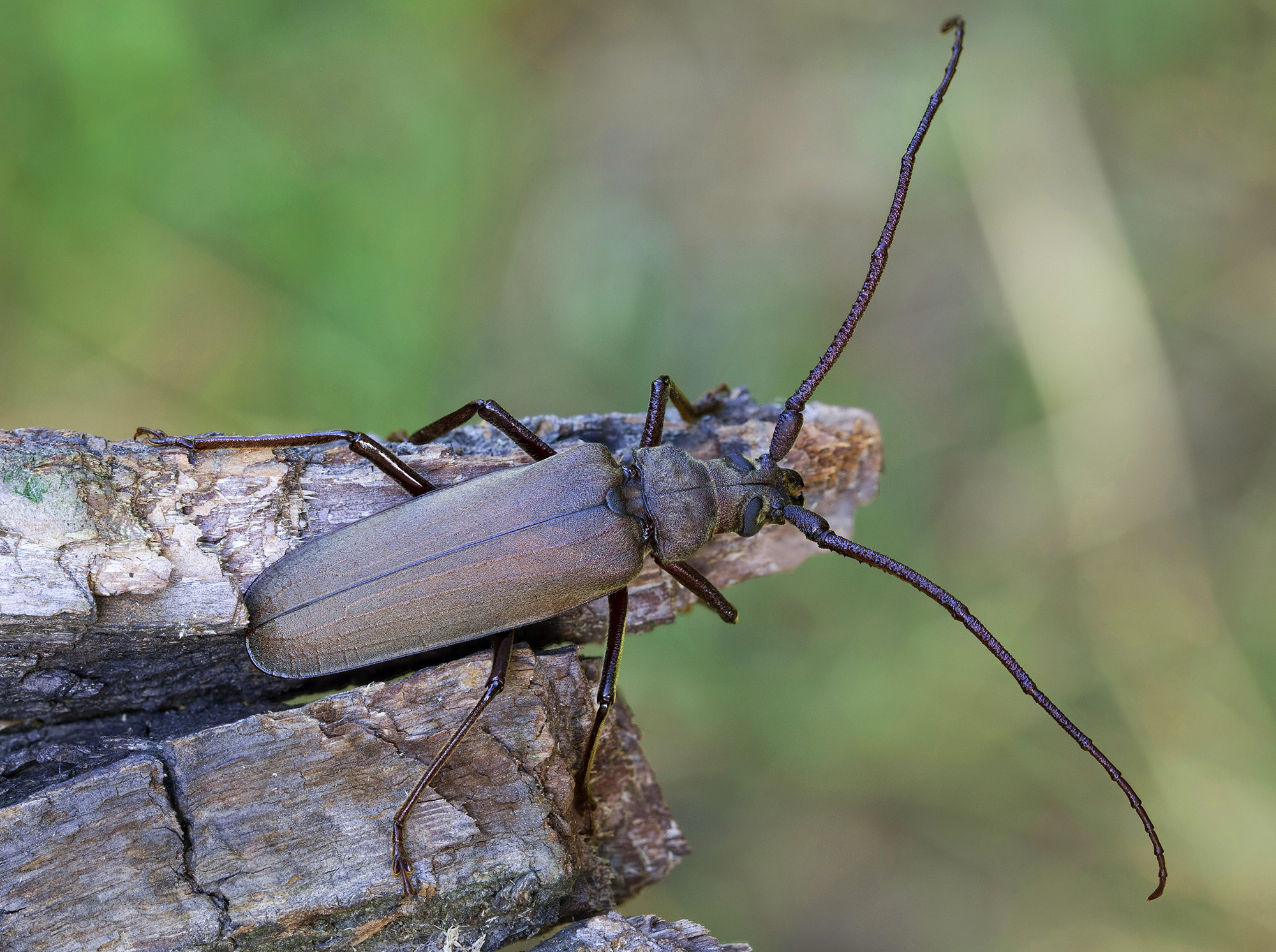 Aegosoma scabricorne