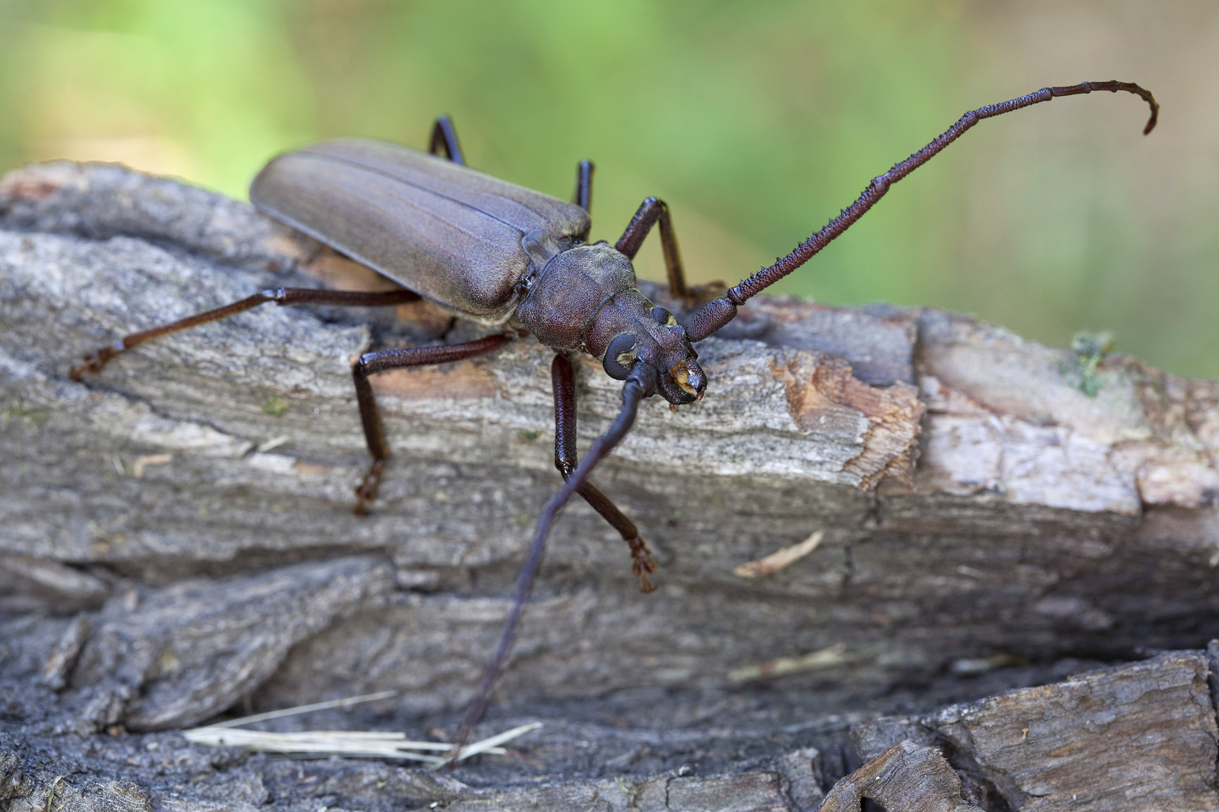 Aegosoma scabricorne