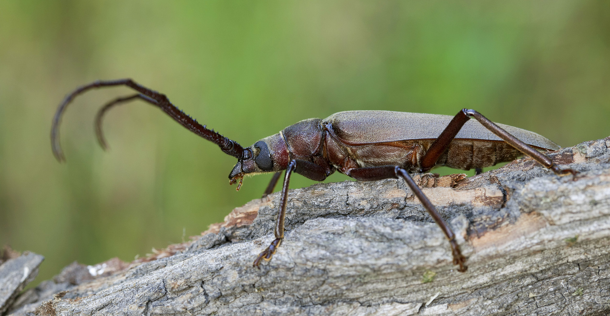 Aegosoma scabricorne