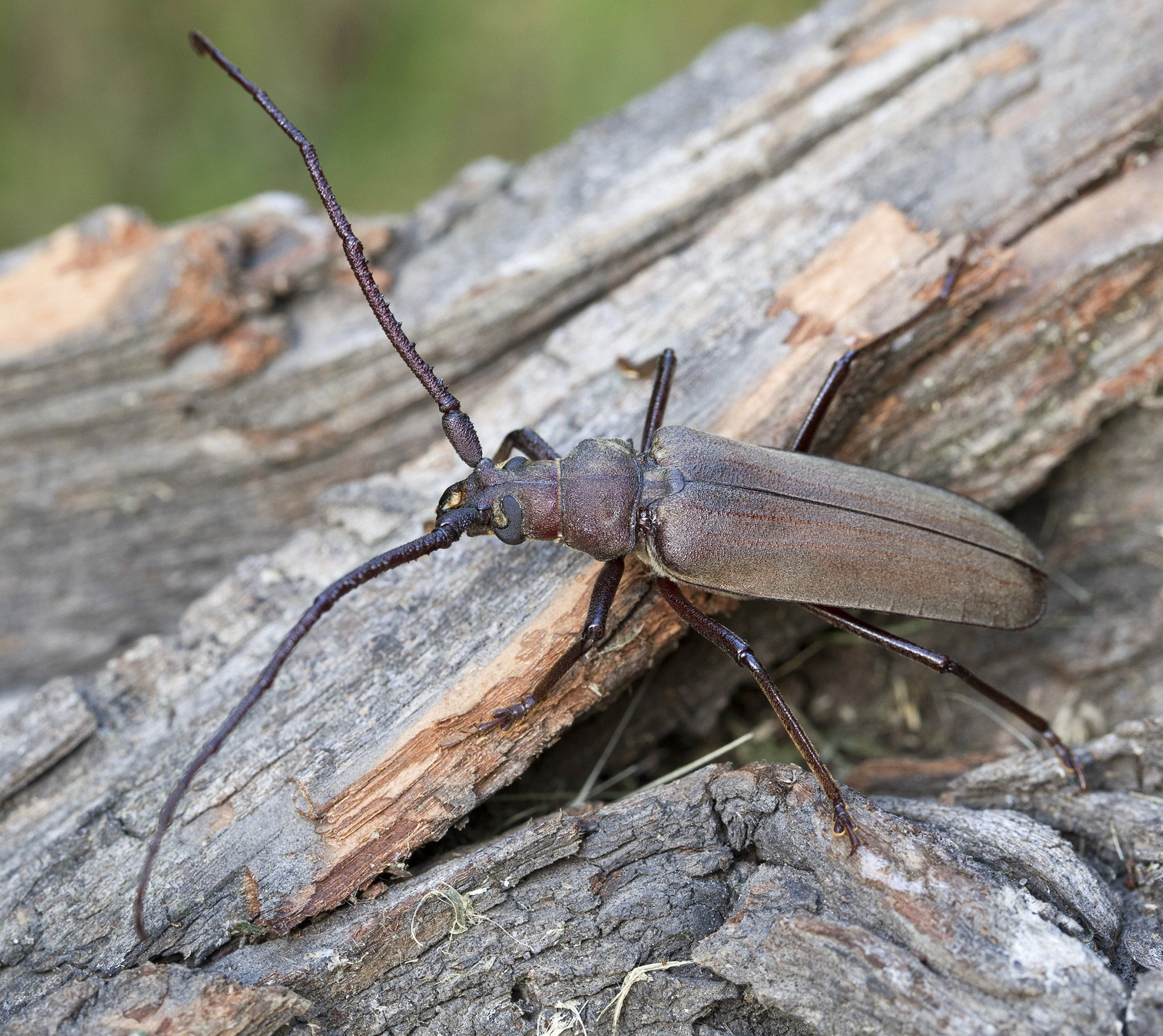 Aegosoma scabricorne