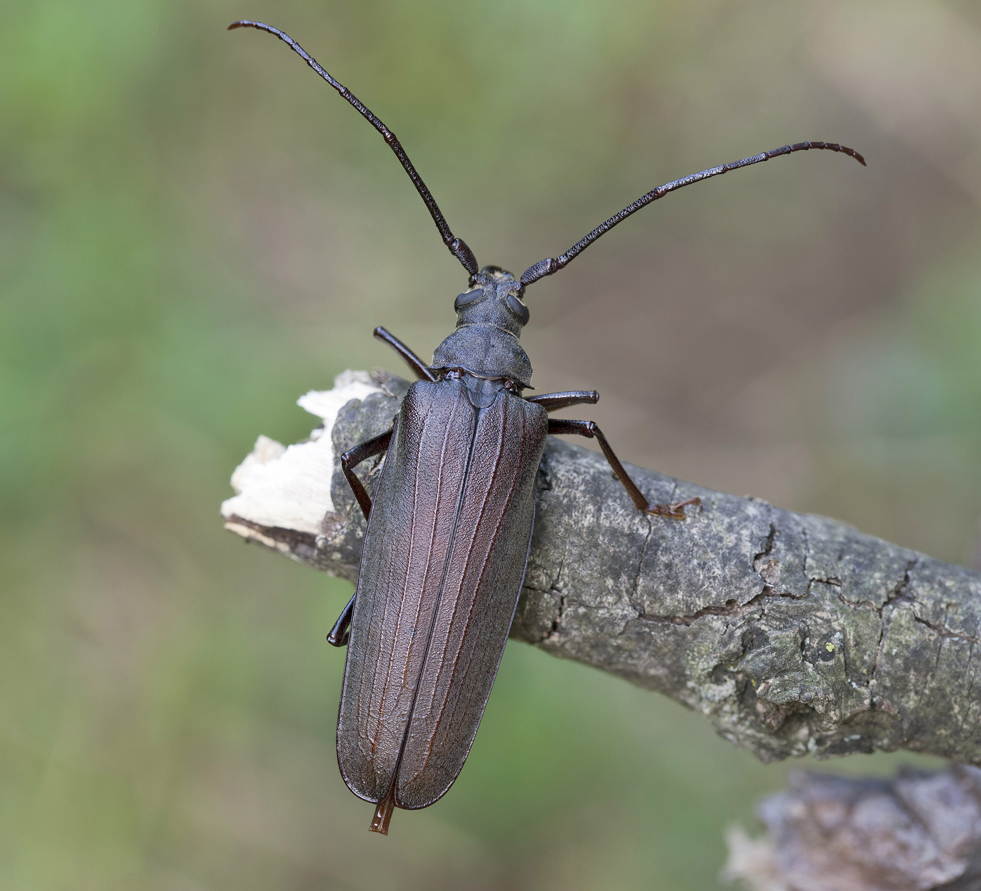 Aegosoma scabricorne