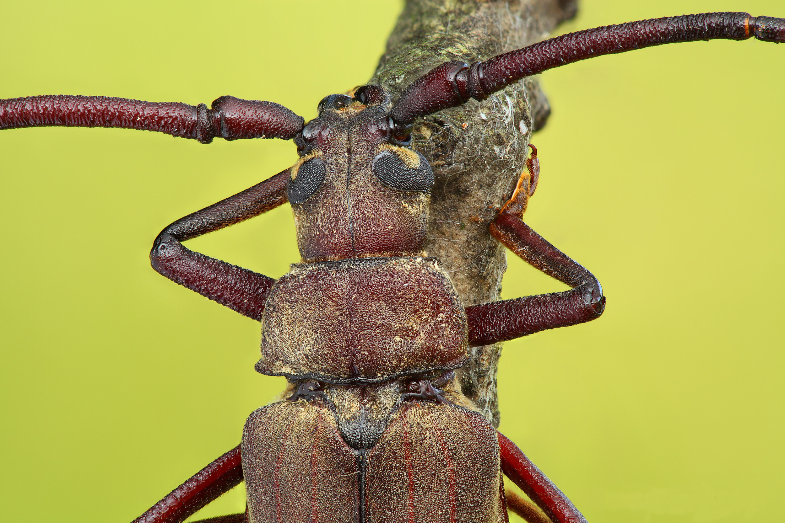 Aegosoma scabricorne