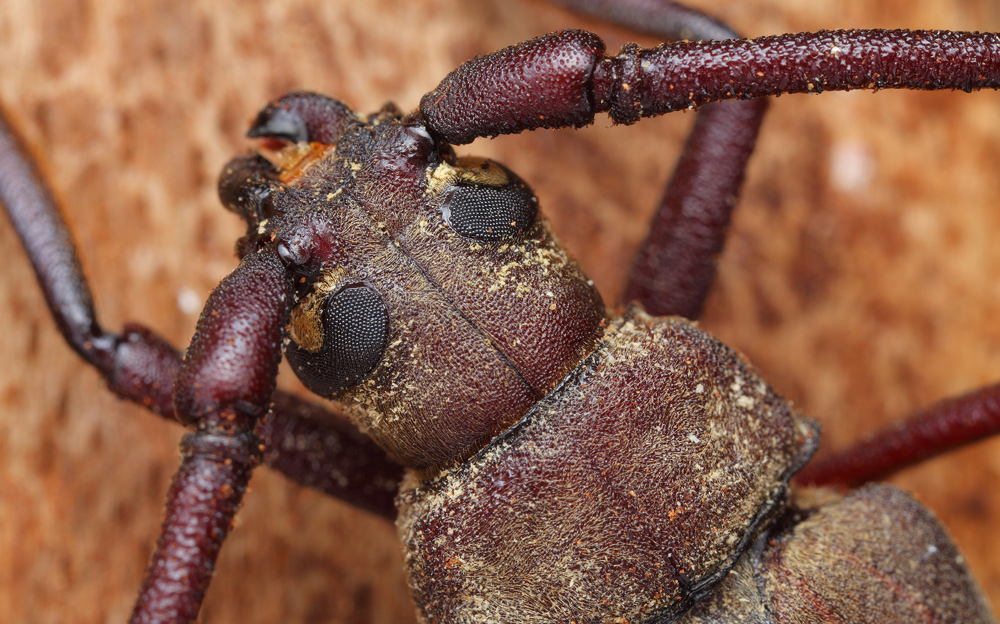 Aegosoma scabricorne