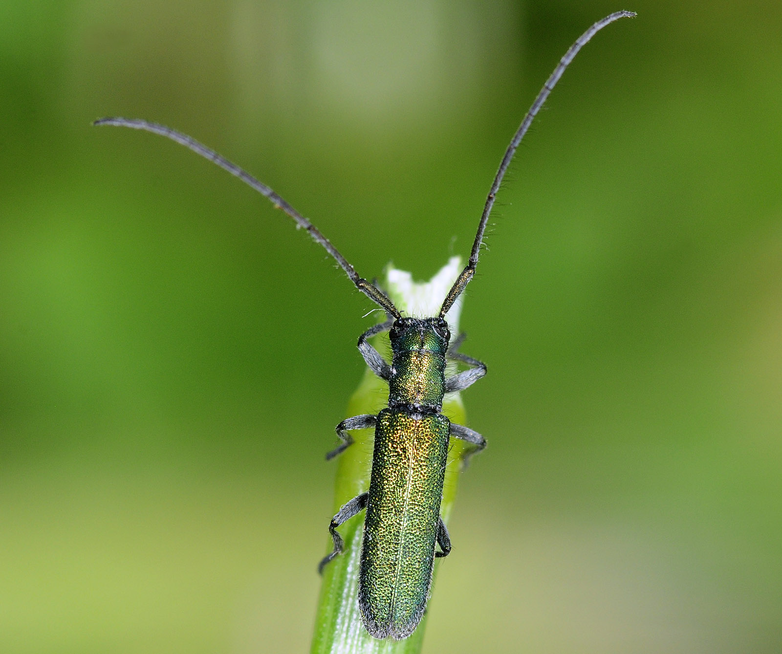 Agapanthia amitina