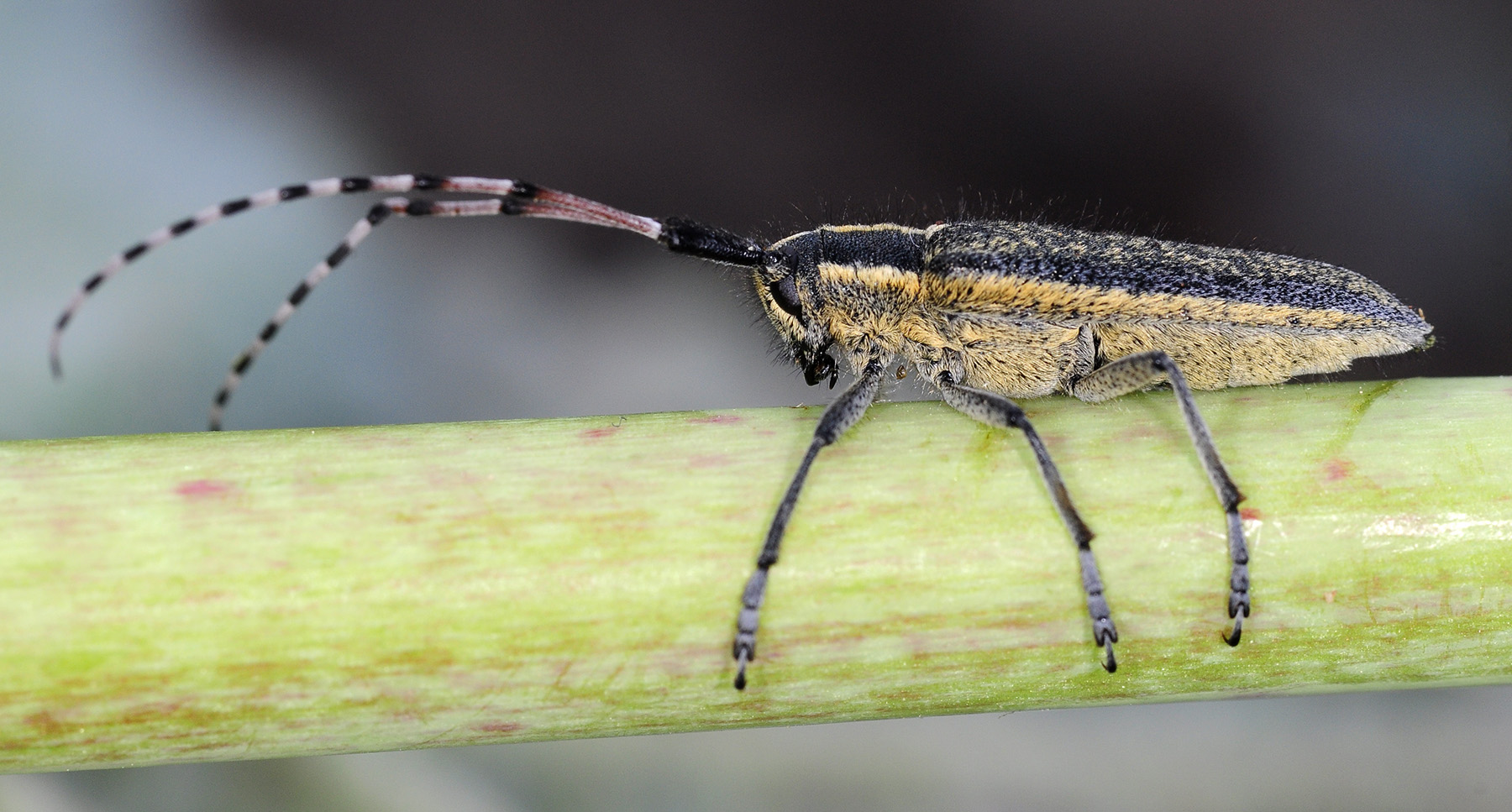 Agapanthia angelicae