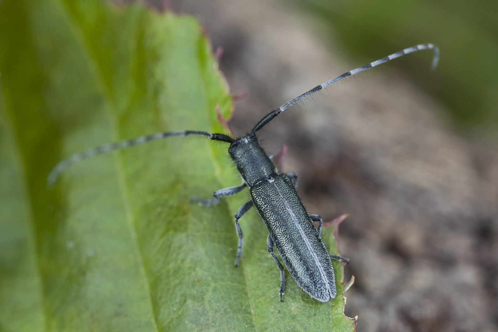 Agapanthia cardui