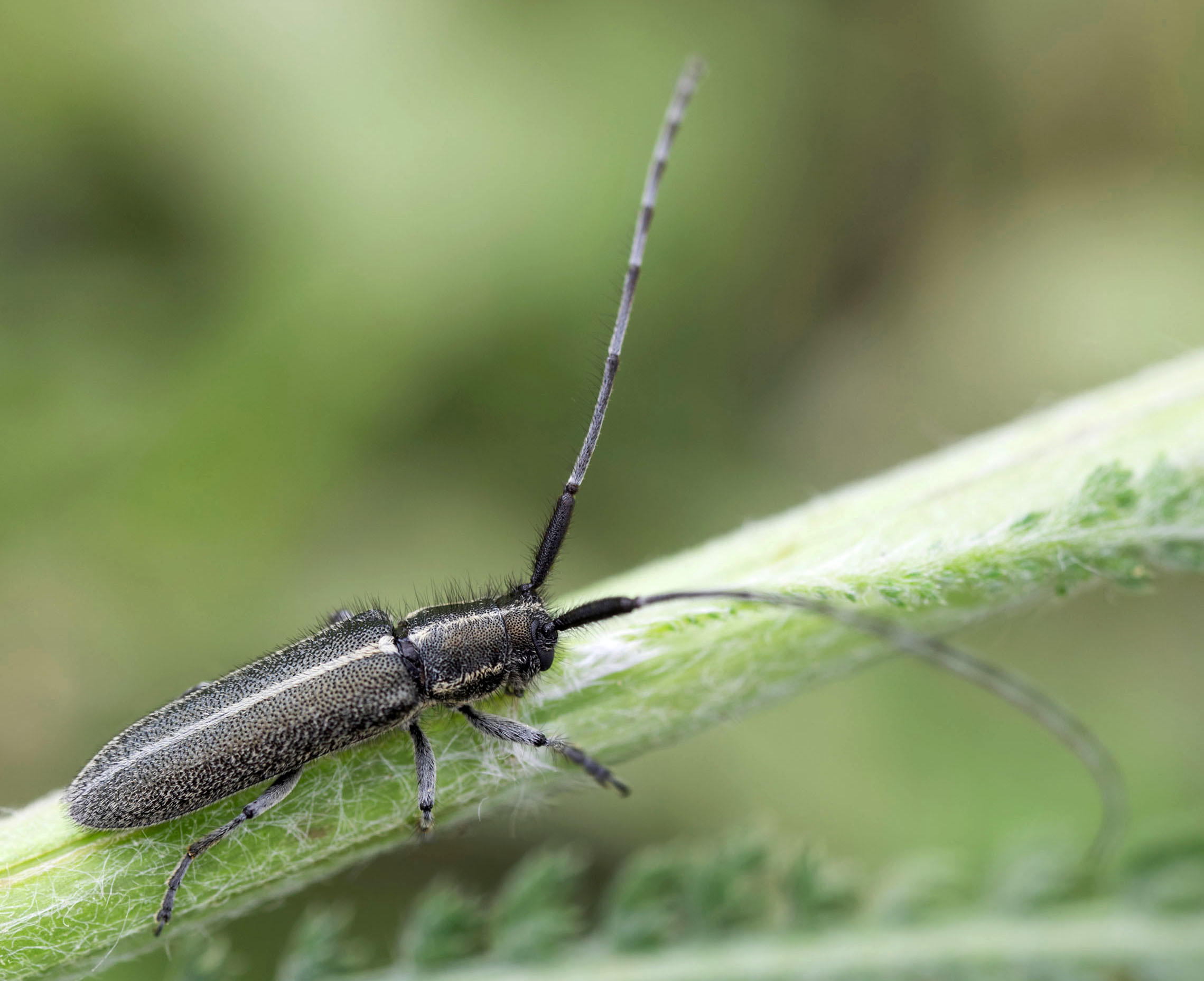 Agapanthia cardui