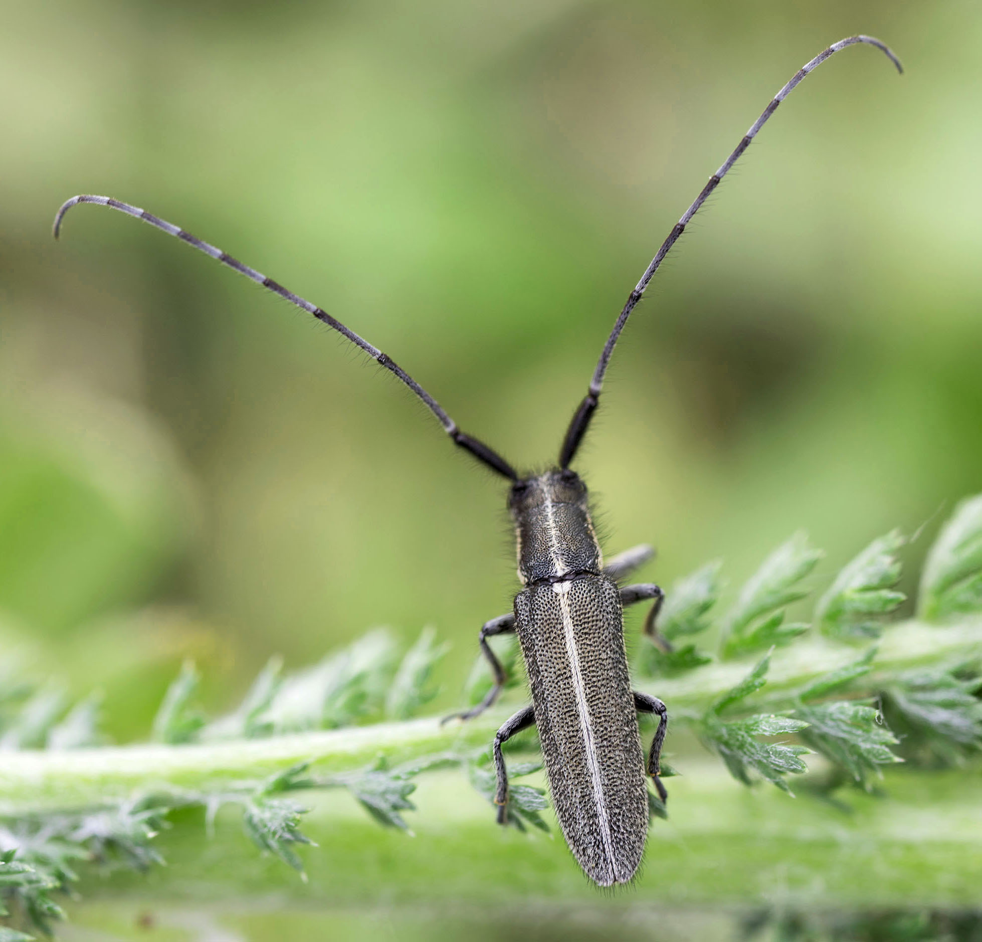 Agapanthia cardui