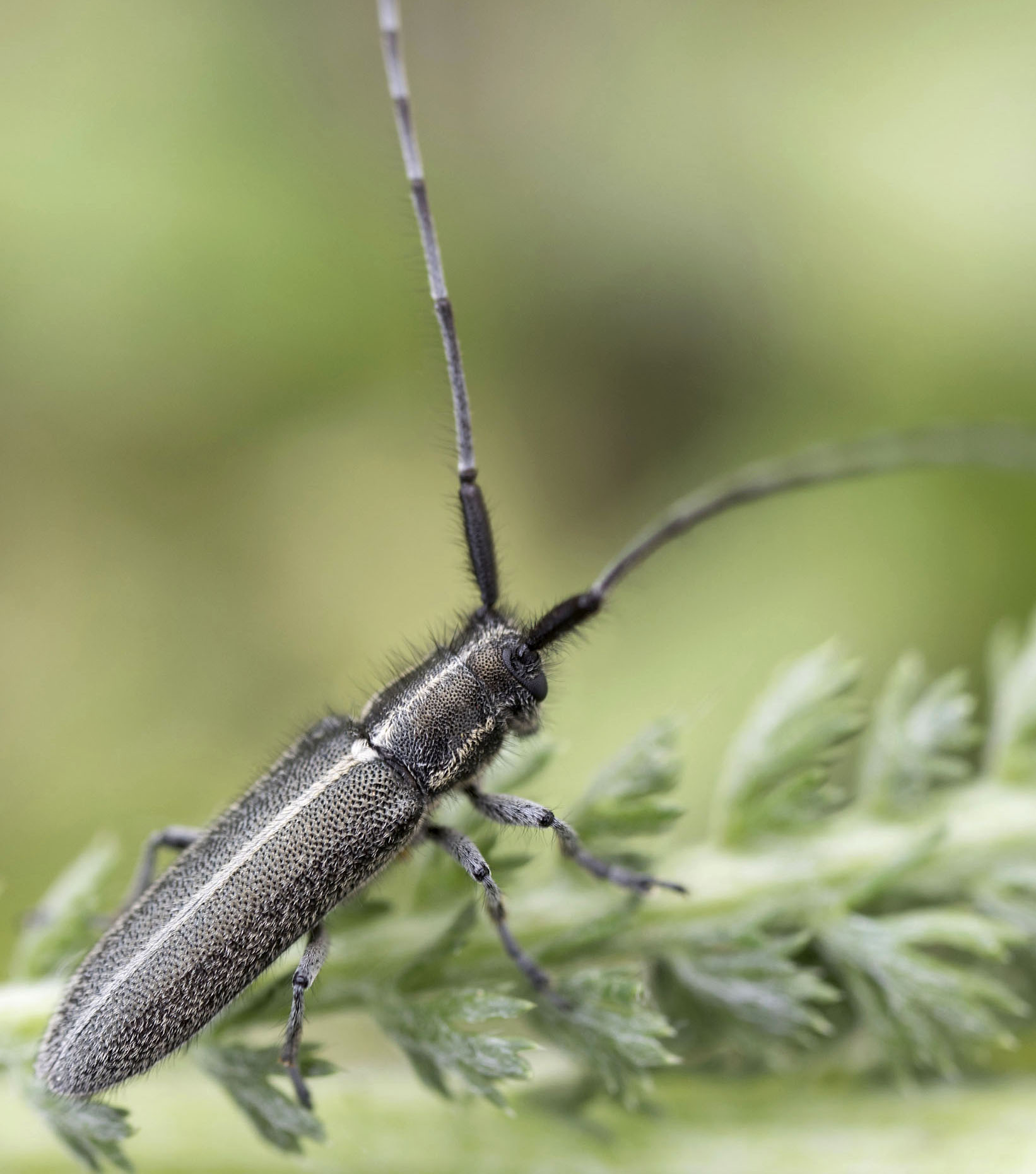 Agapanthia cardui