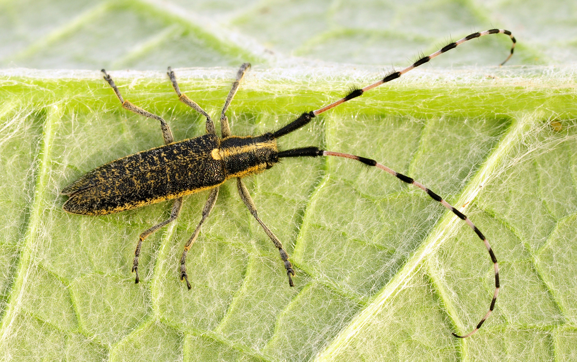 Agapanthia dahli nitidipennis