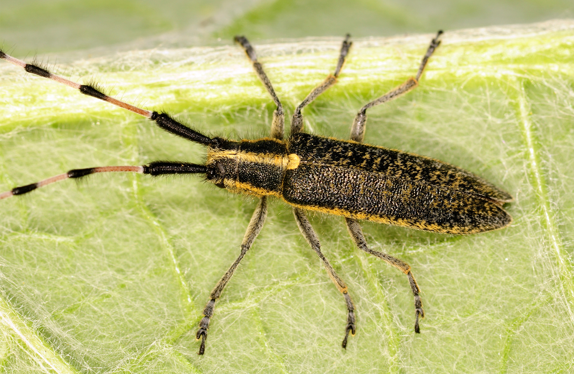 Agapanthia dahli nitidipennis