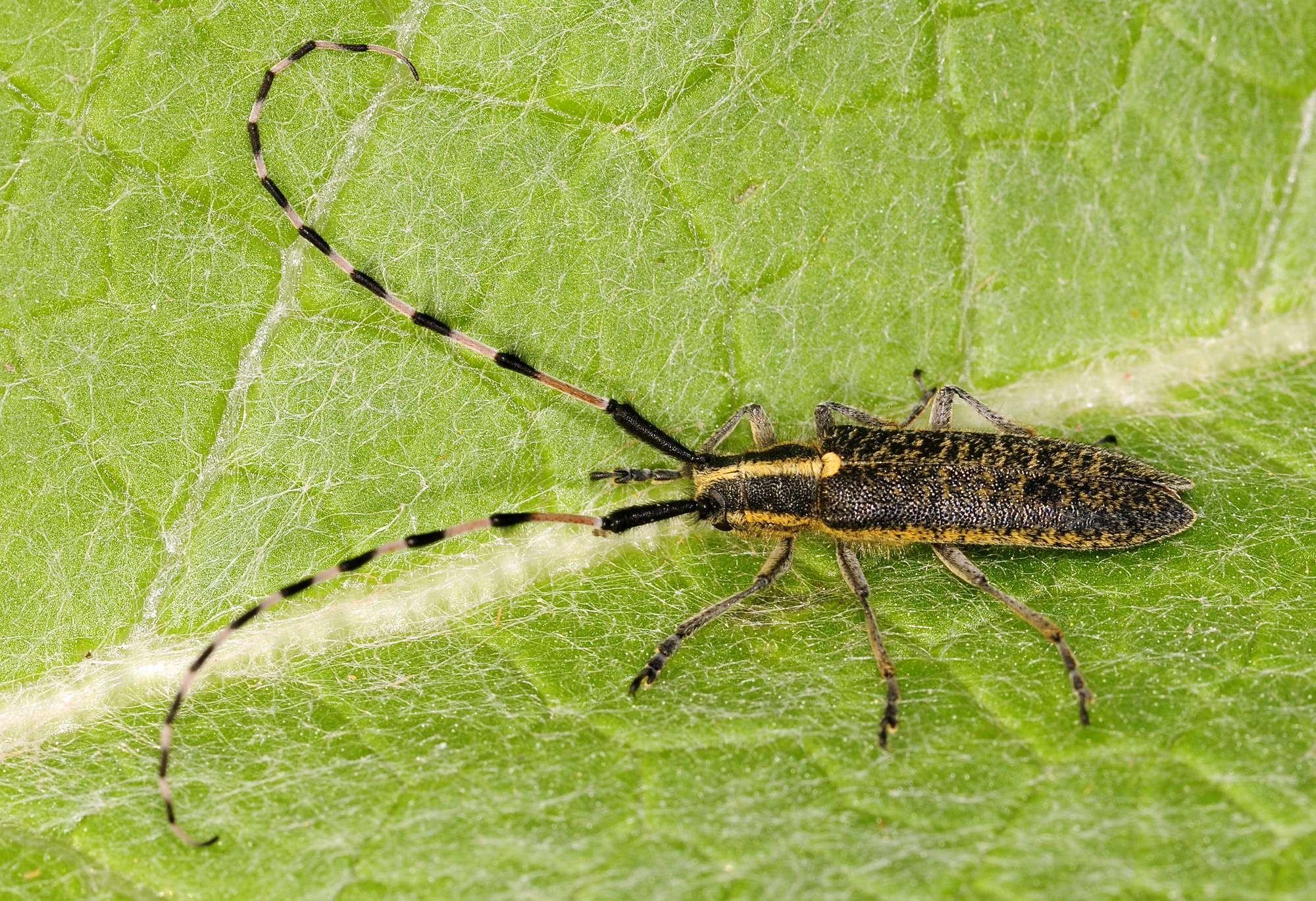 Agapanthia dahli nitidipennis