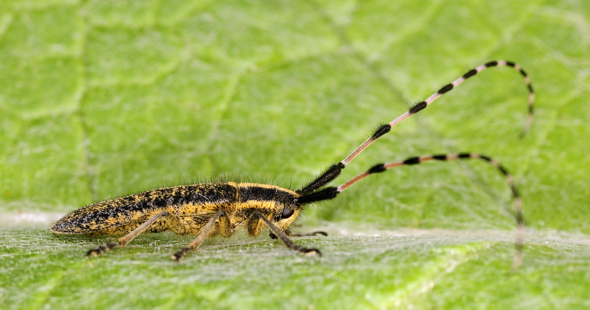 Agapanthia dahli nitidipennis