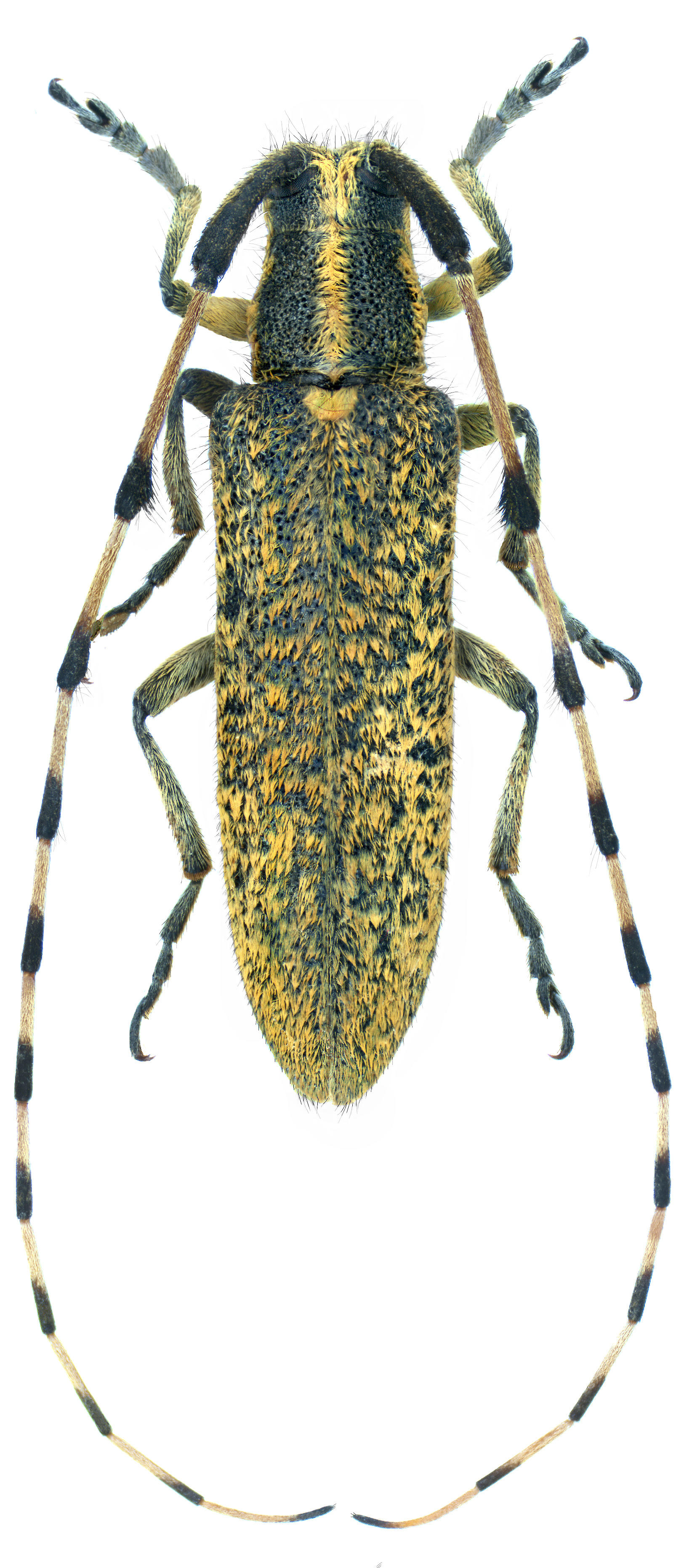 Agapanthia dahli persica