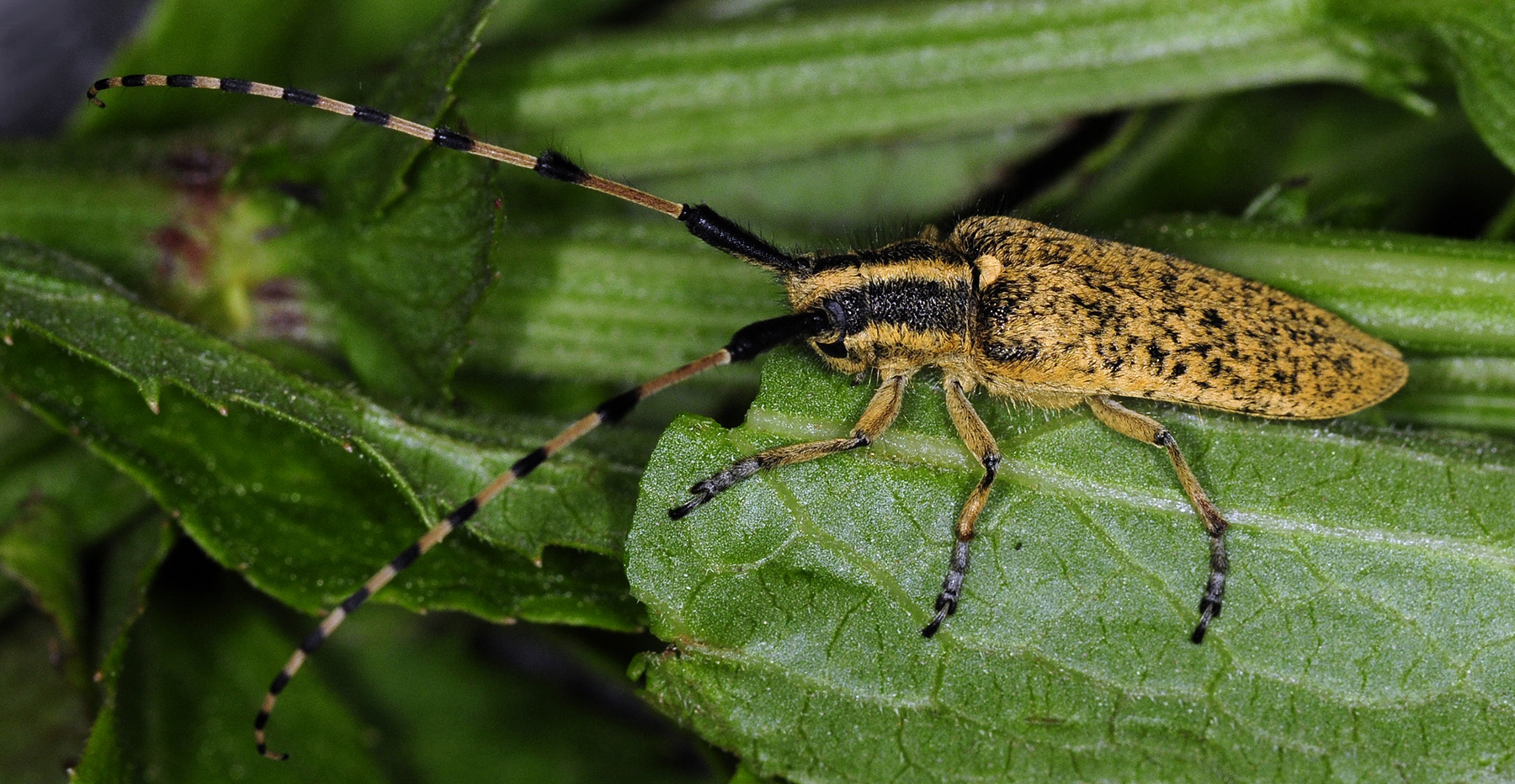 Agapanthia dahli walteri