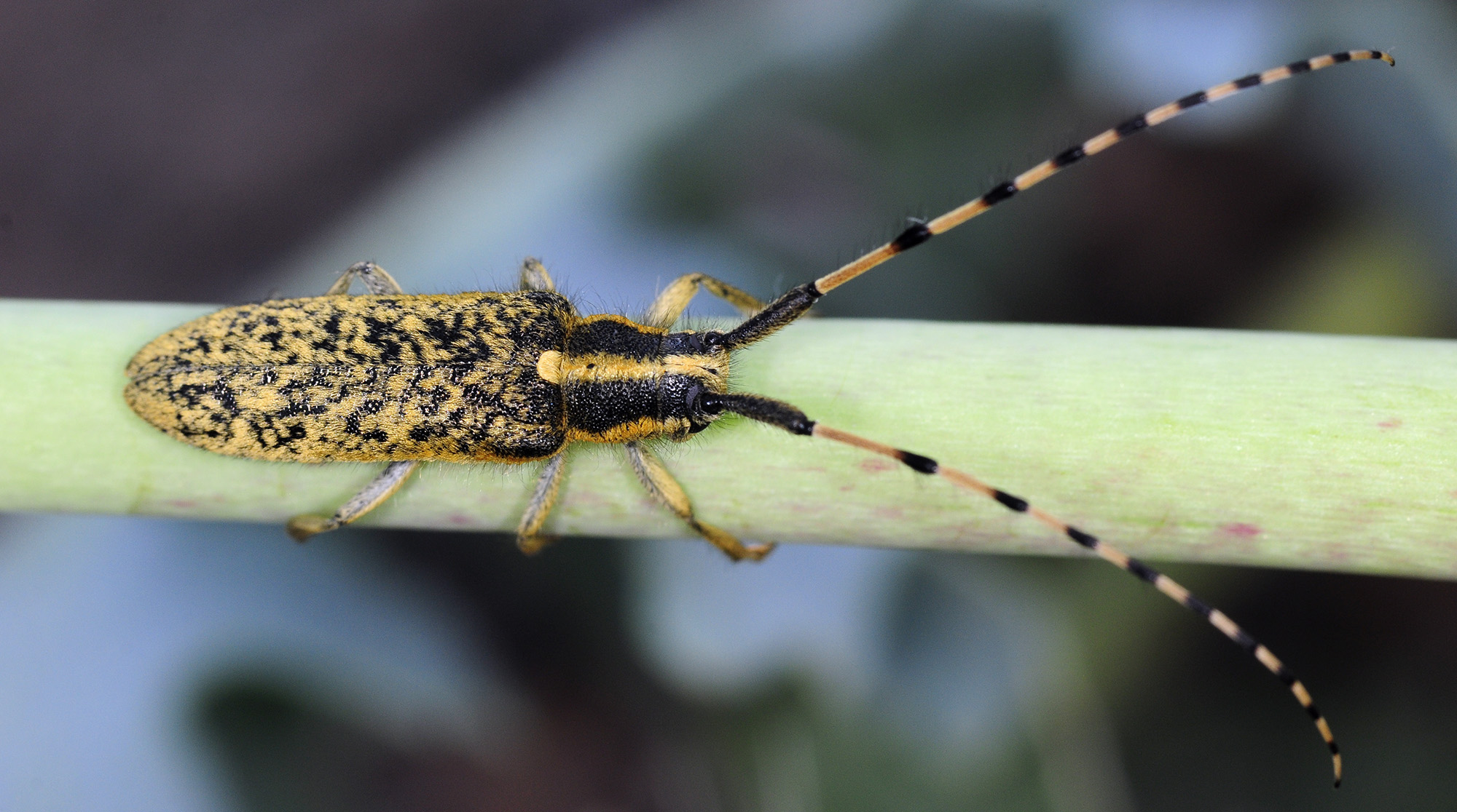 Agapanthia dahli walteri