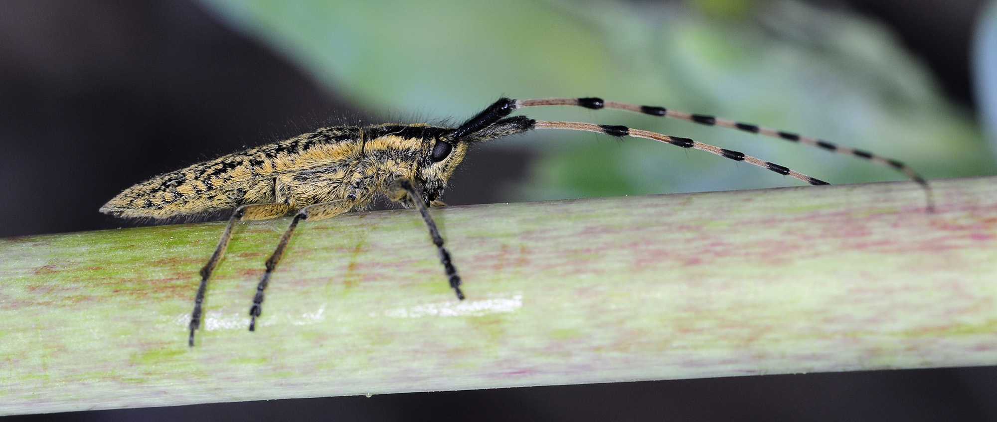 Agapanthia dahli walteri