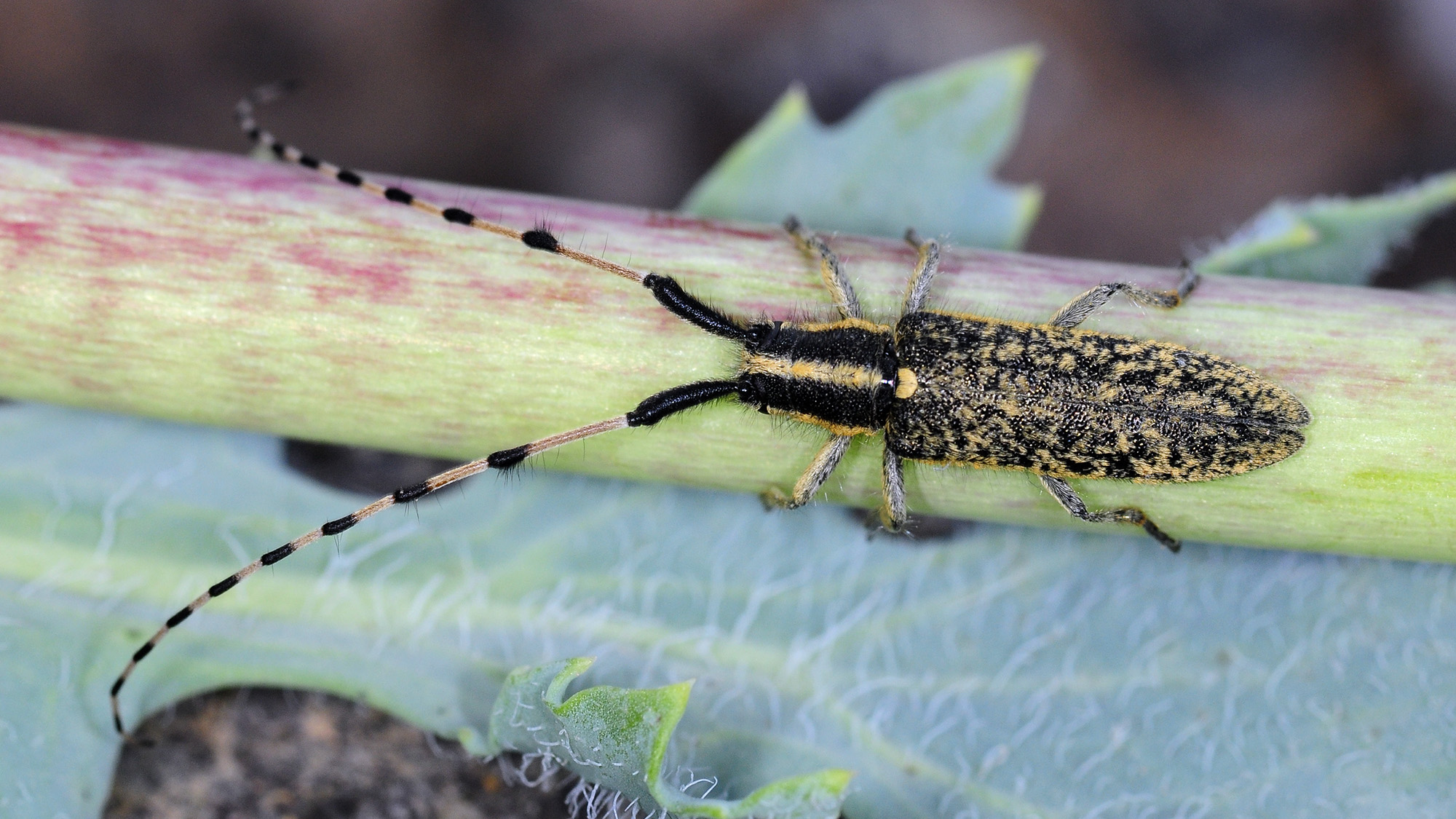 Agapanthia dahli walteri