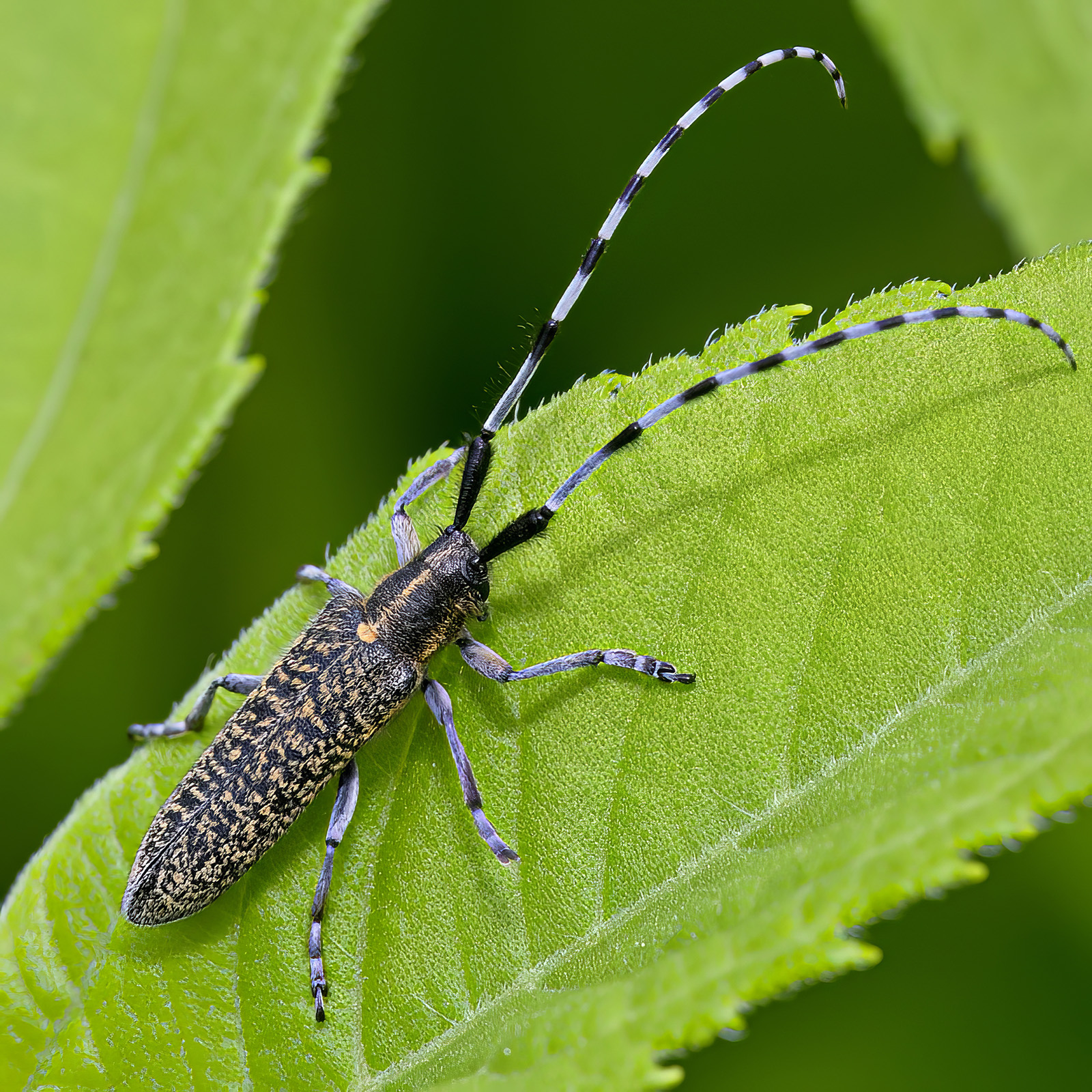 Agapanthia daurica daurica