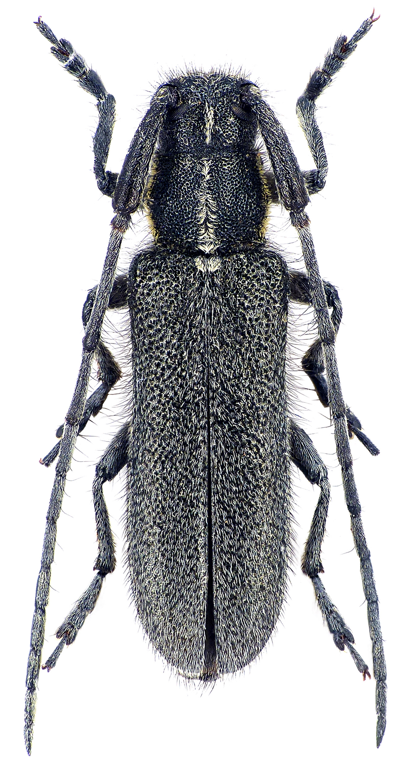 Agapanthia fallax