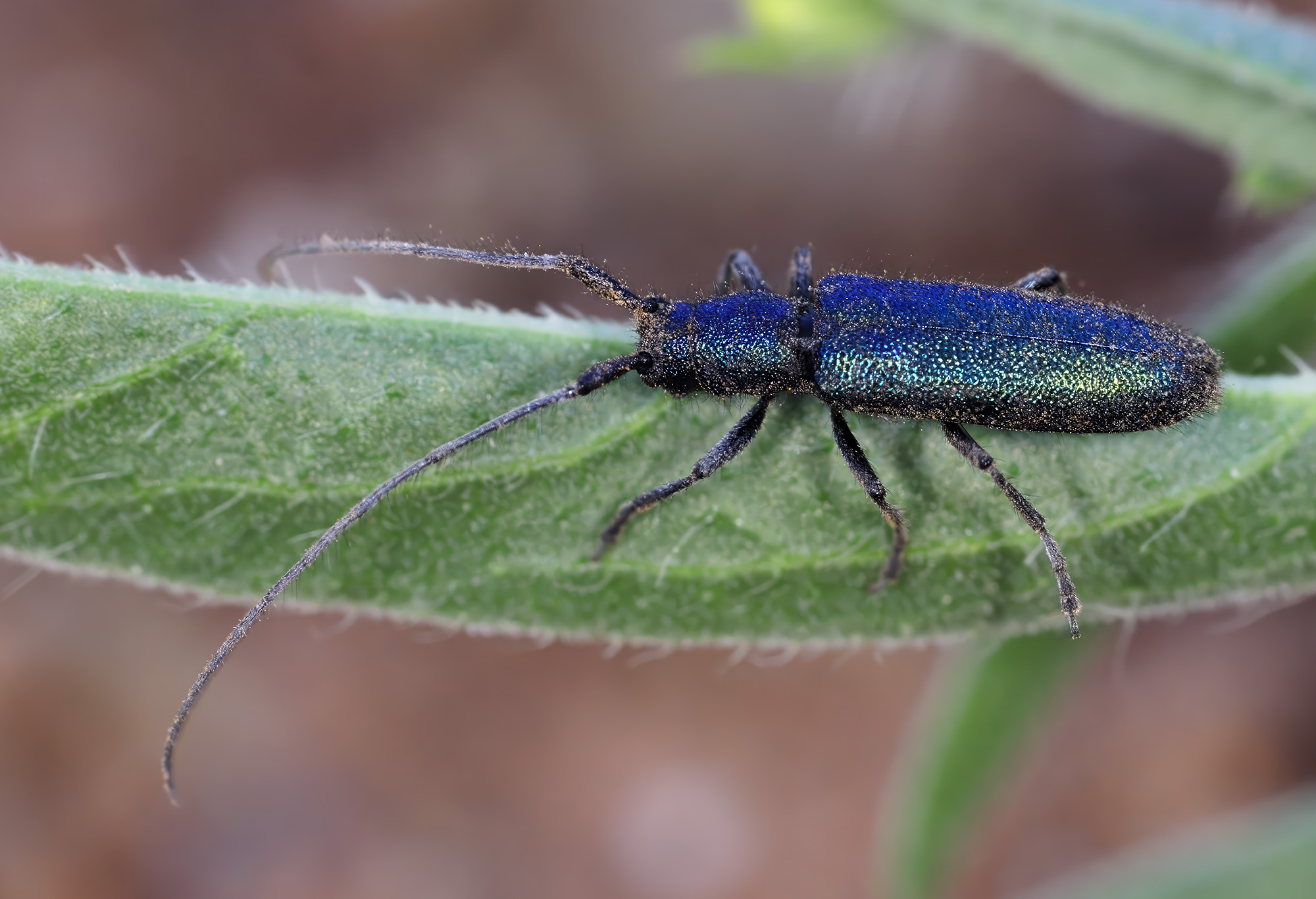 Agapanthia frivaldszkyi