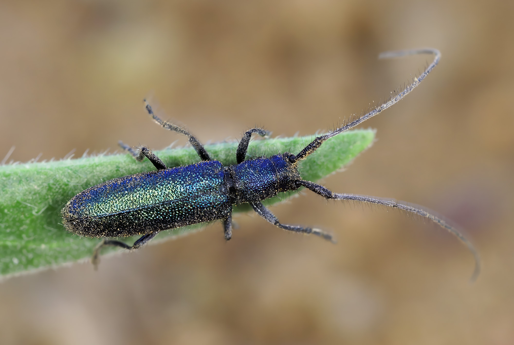 Agapanthia frivaldszkyi