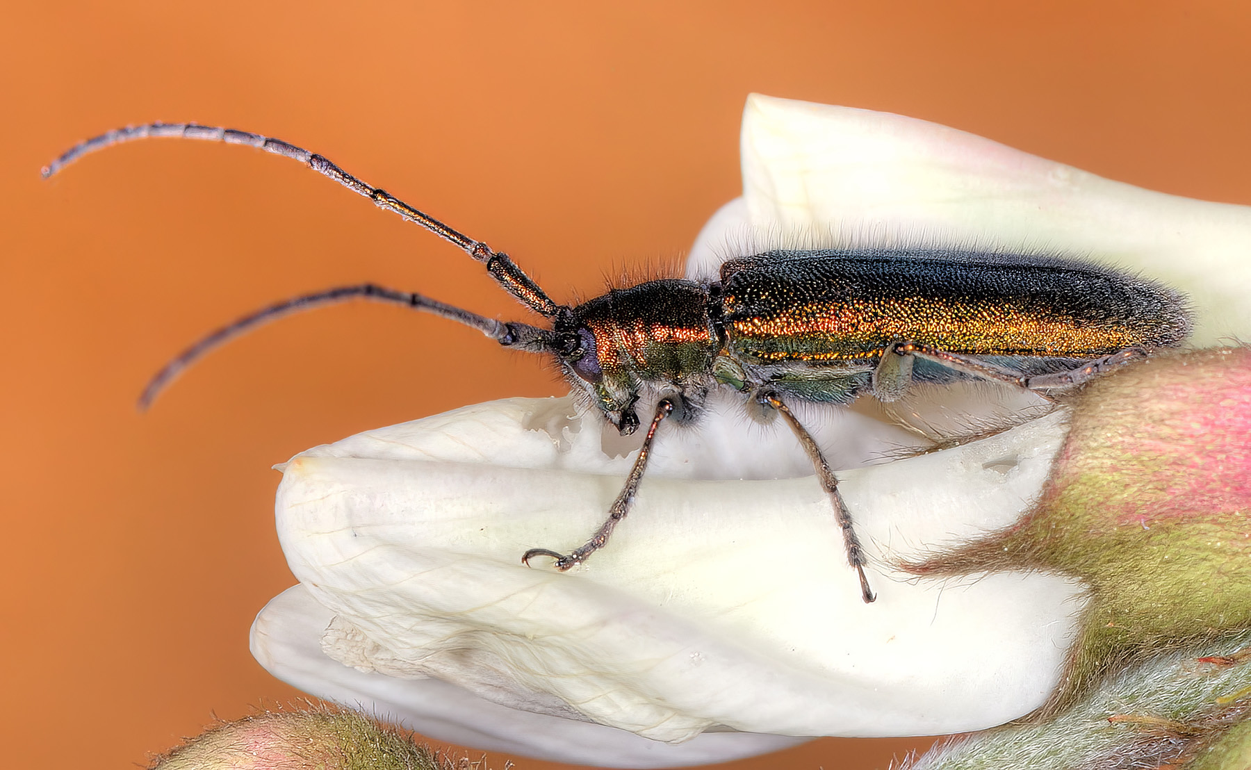 Agapanthia gemella