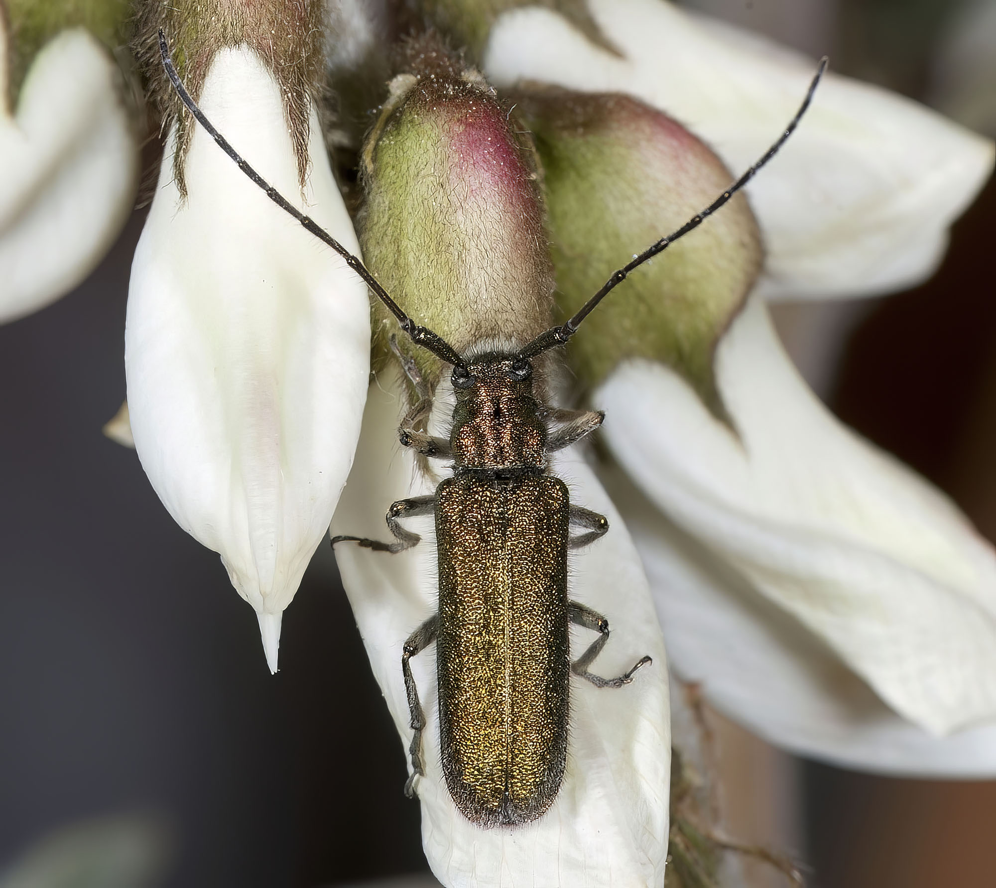 Agapanthia gemella