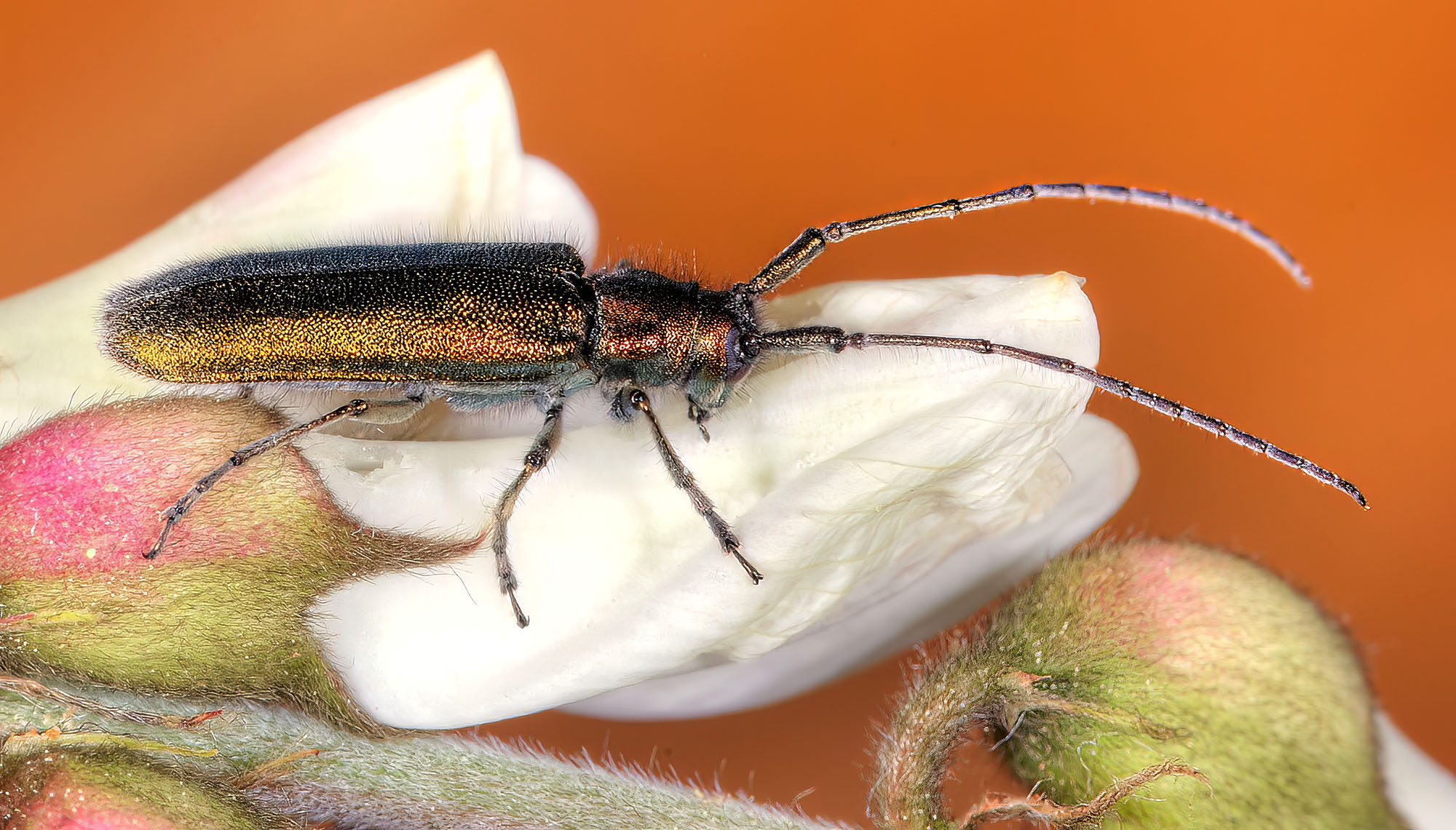 Agapanthia gemella