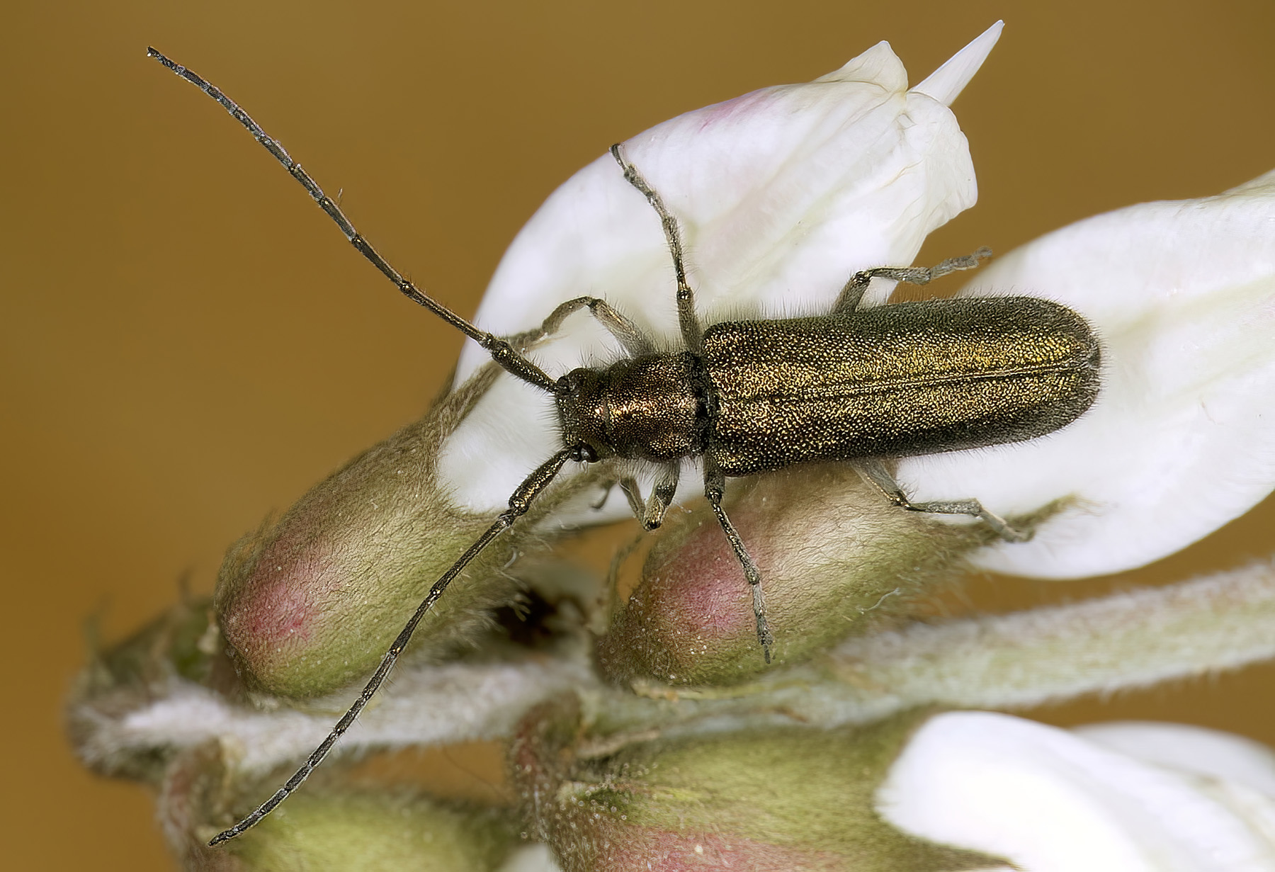 Agapanthia gemella