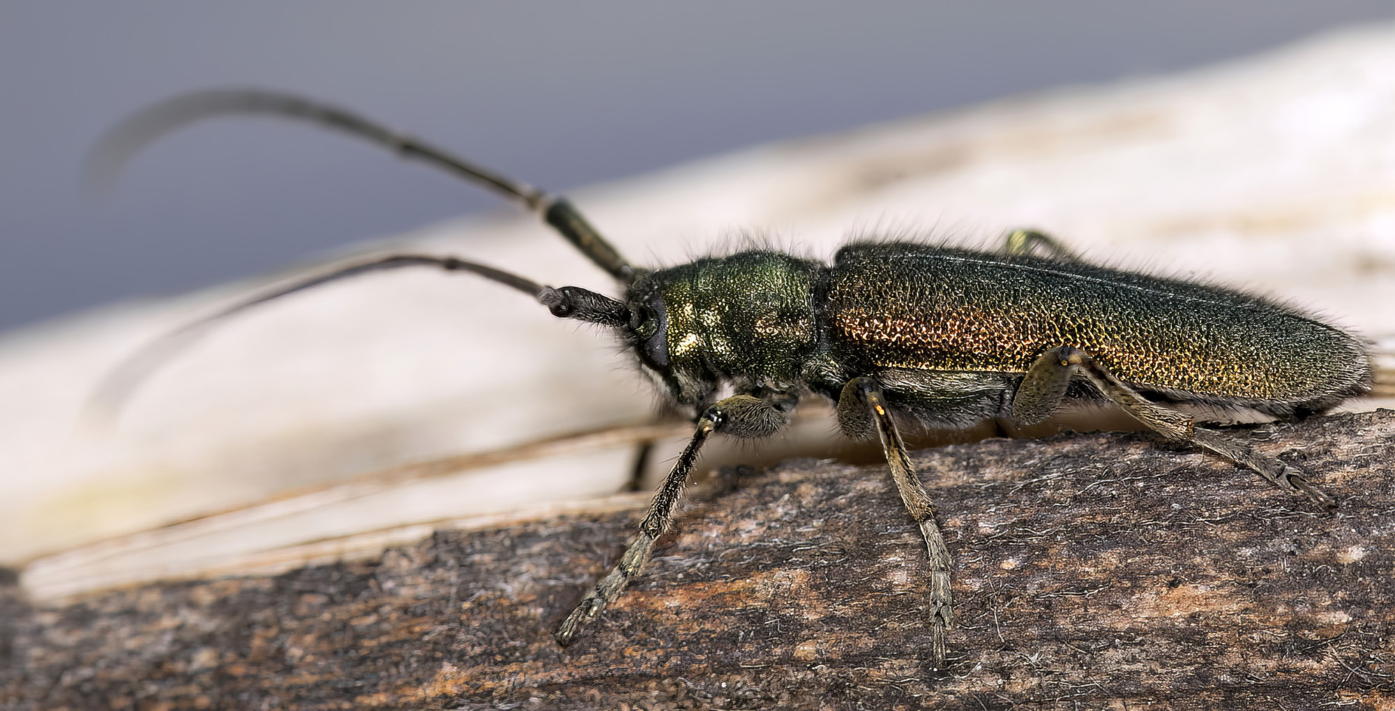 Agapanthia gemella