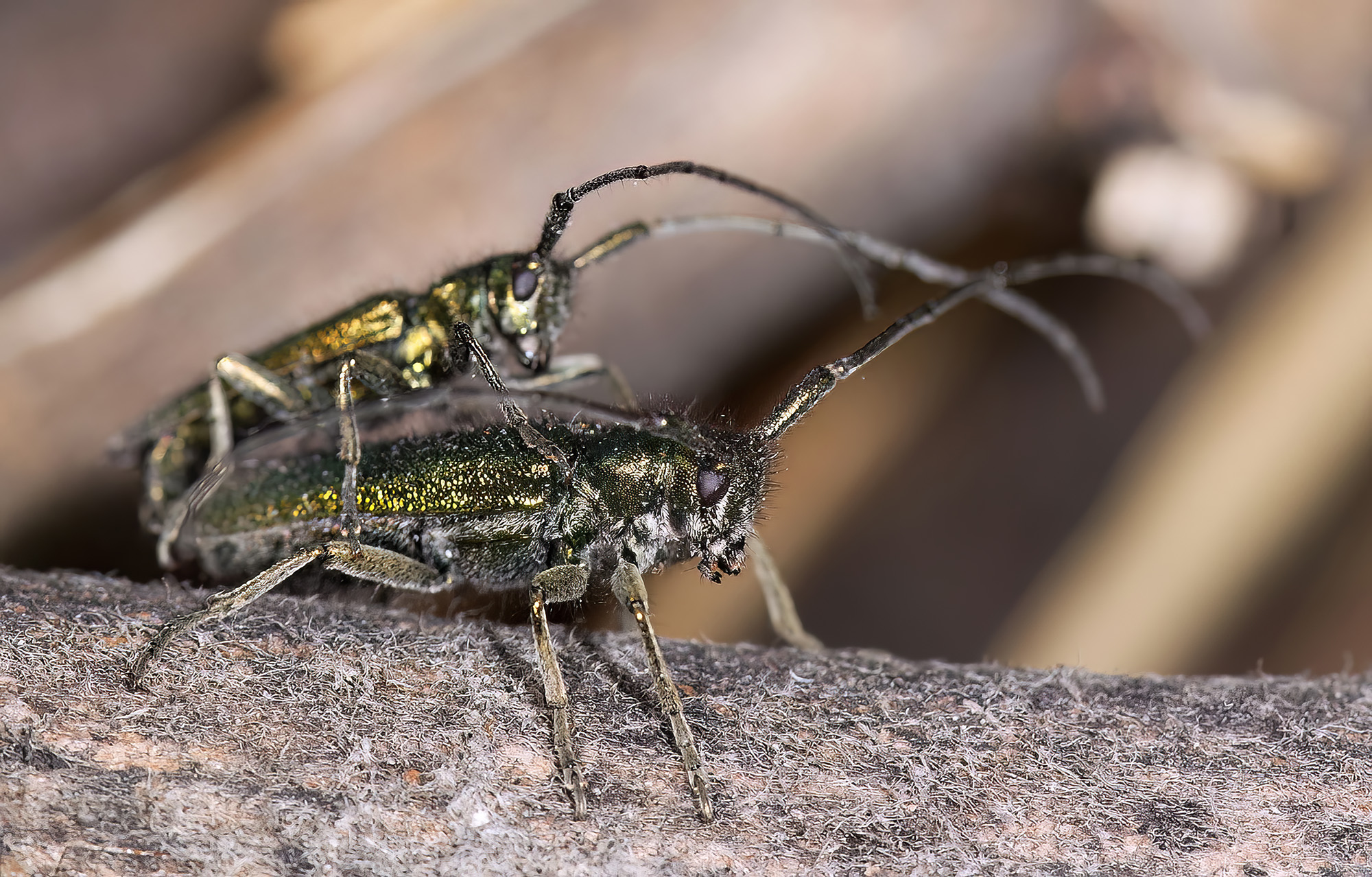 Agapanthia gemella