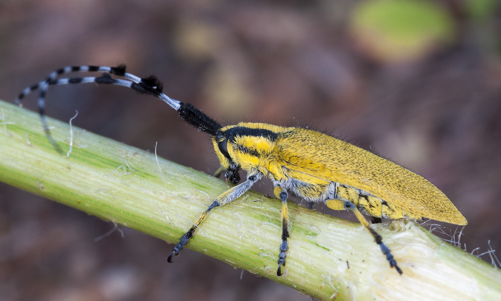 Agapanthia hirsuticornis