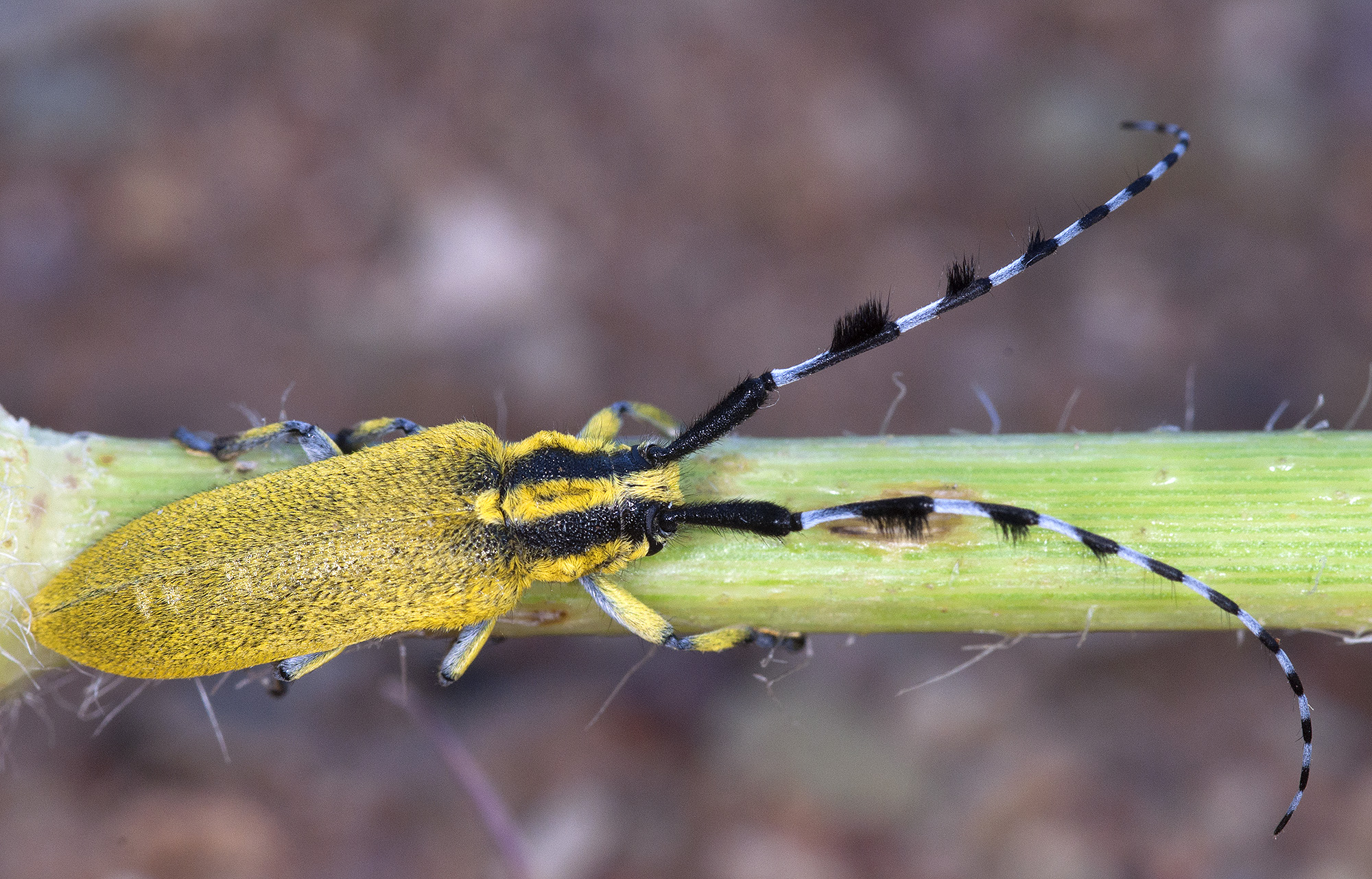 Agapanthia hirsuticornis