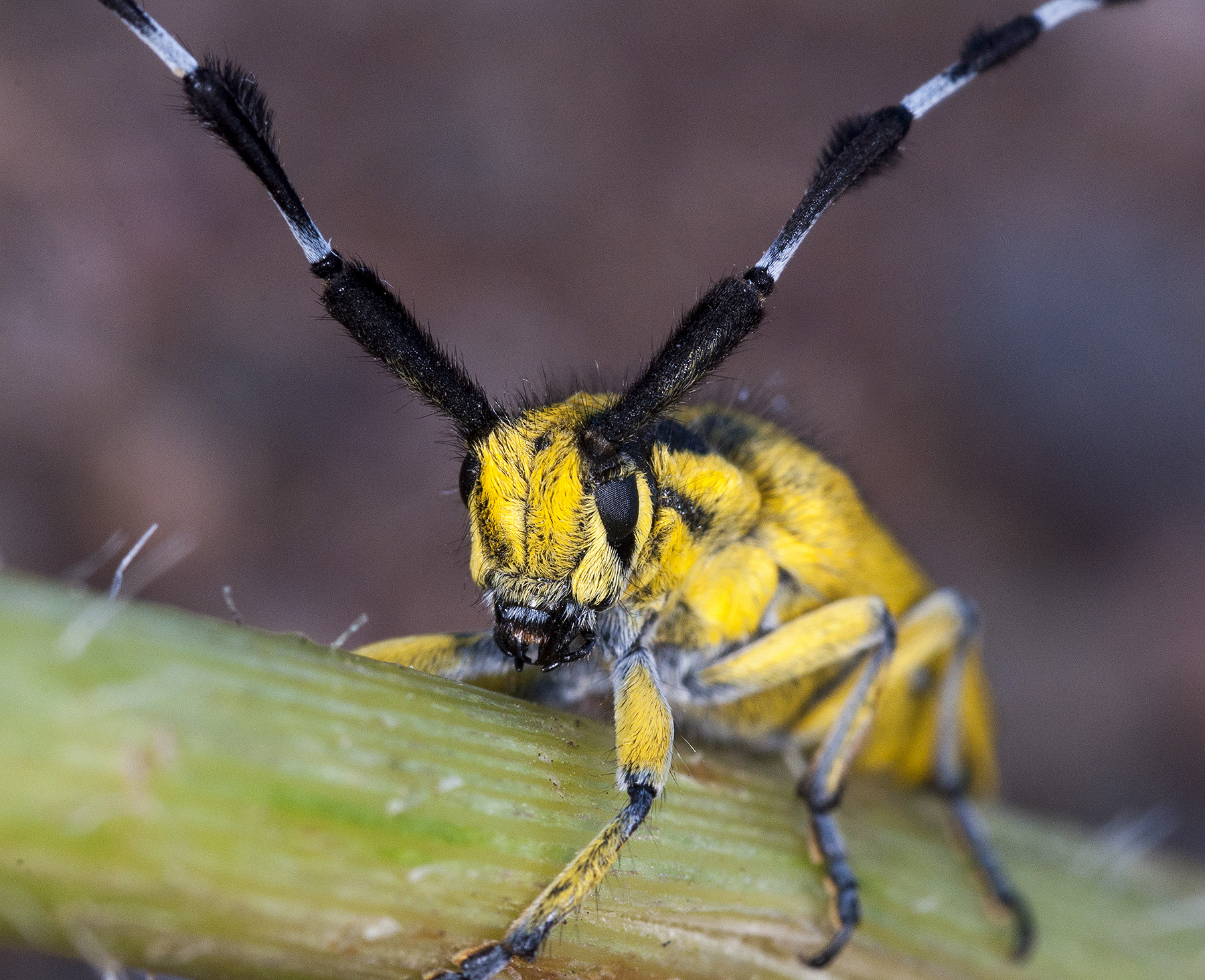 Agapanthia hirsuticornis