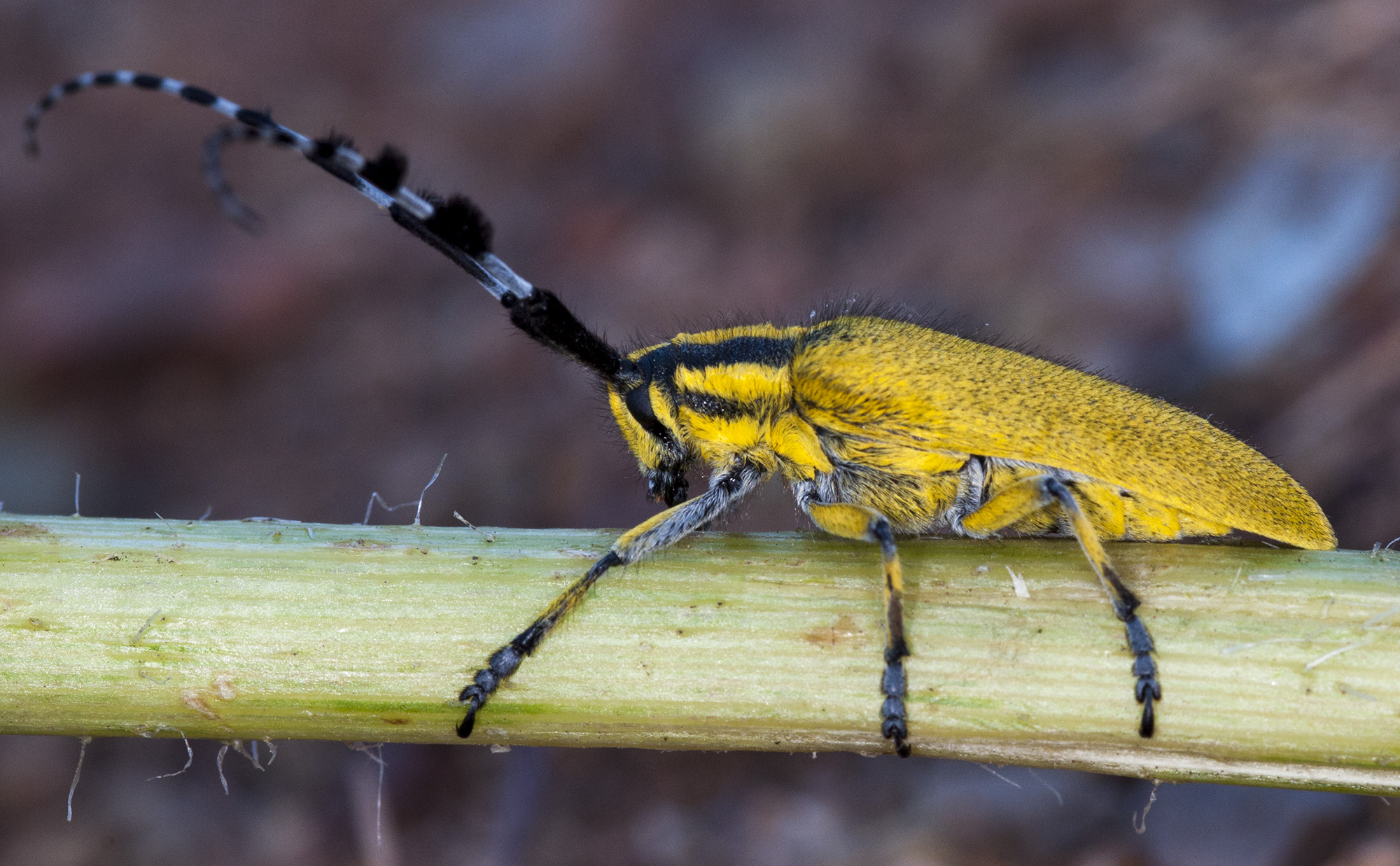 Agapanthia hirsuticornis