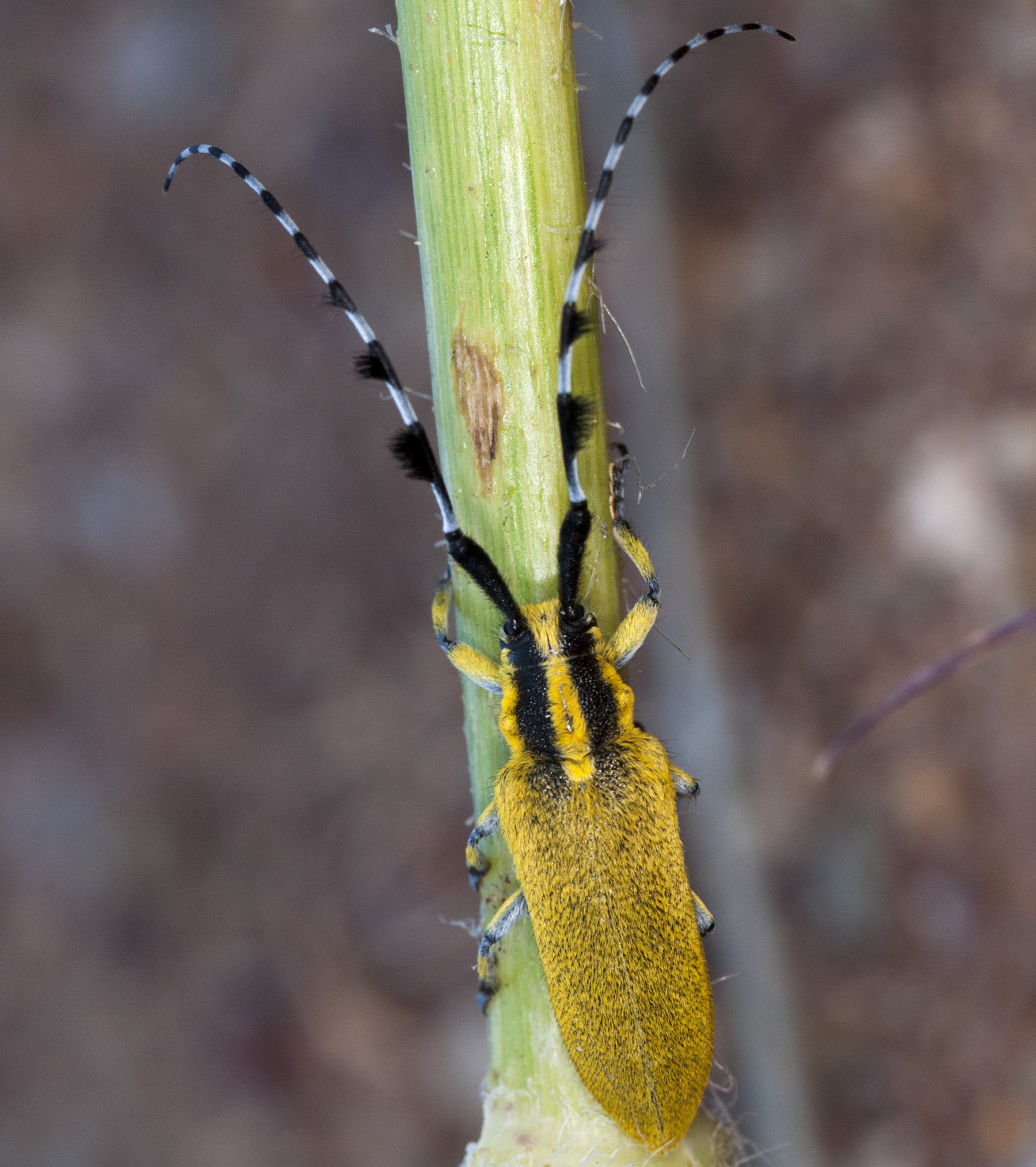 Agapanthia hirsuticornis