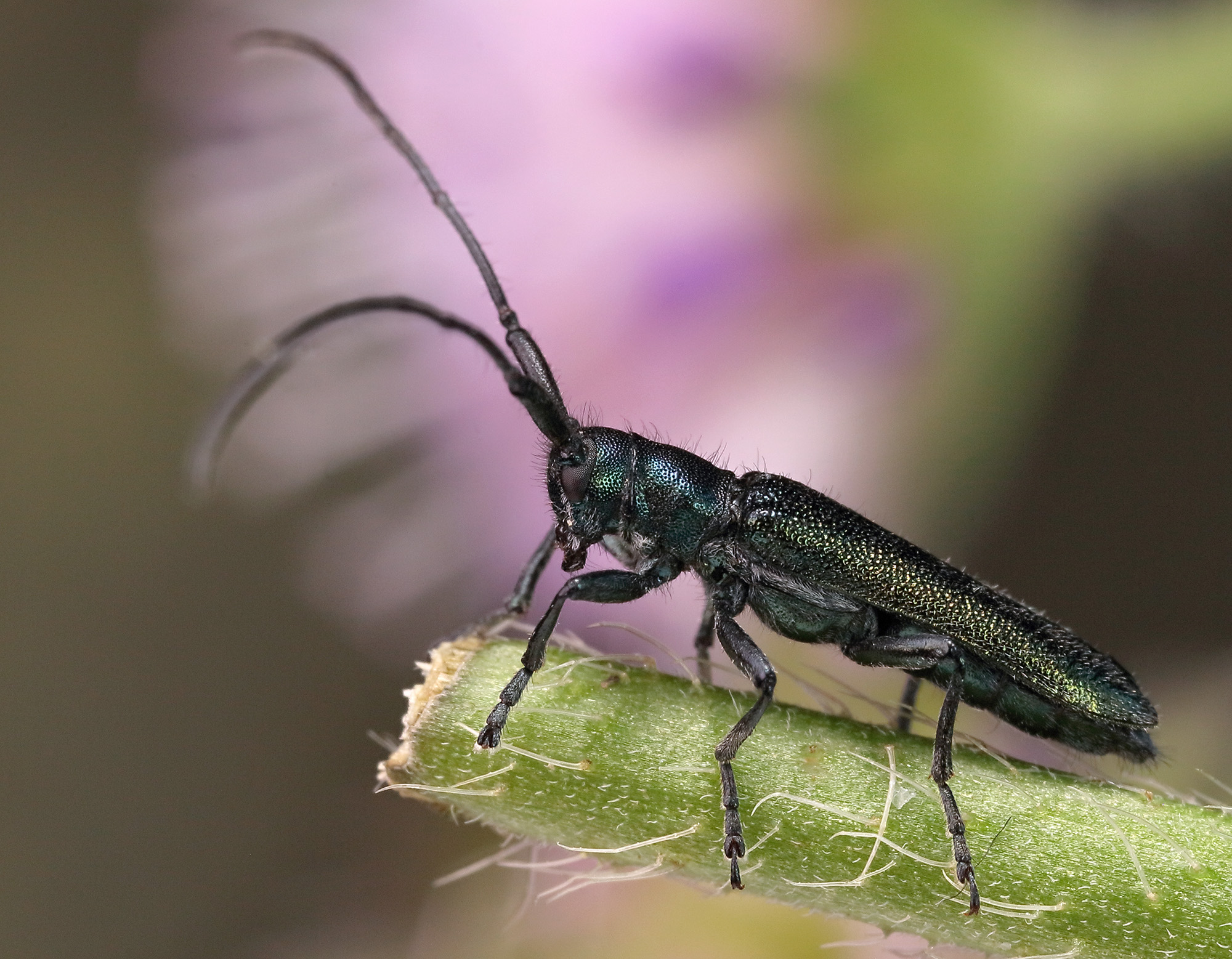 Agapanthia intermedia