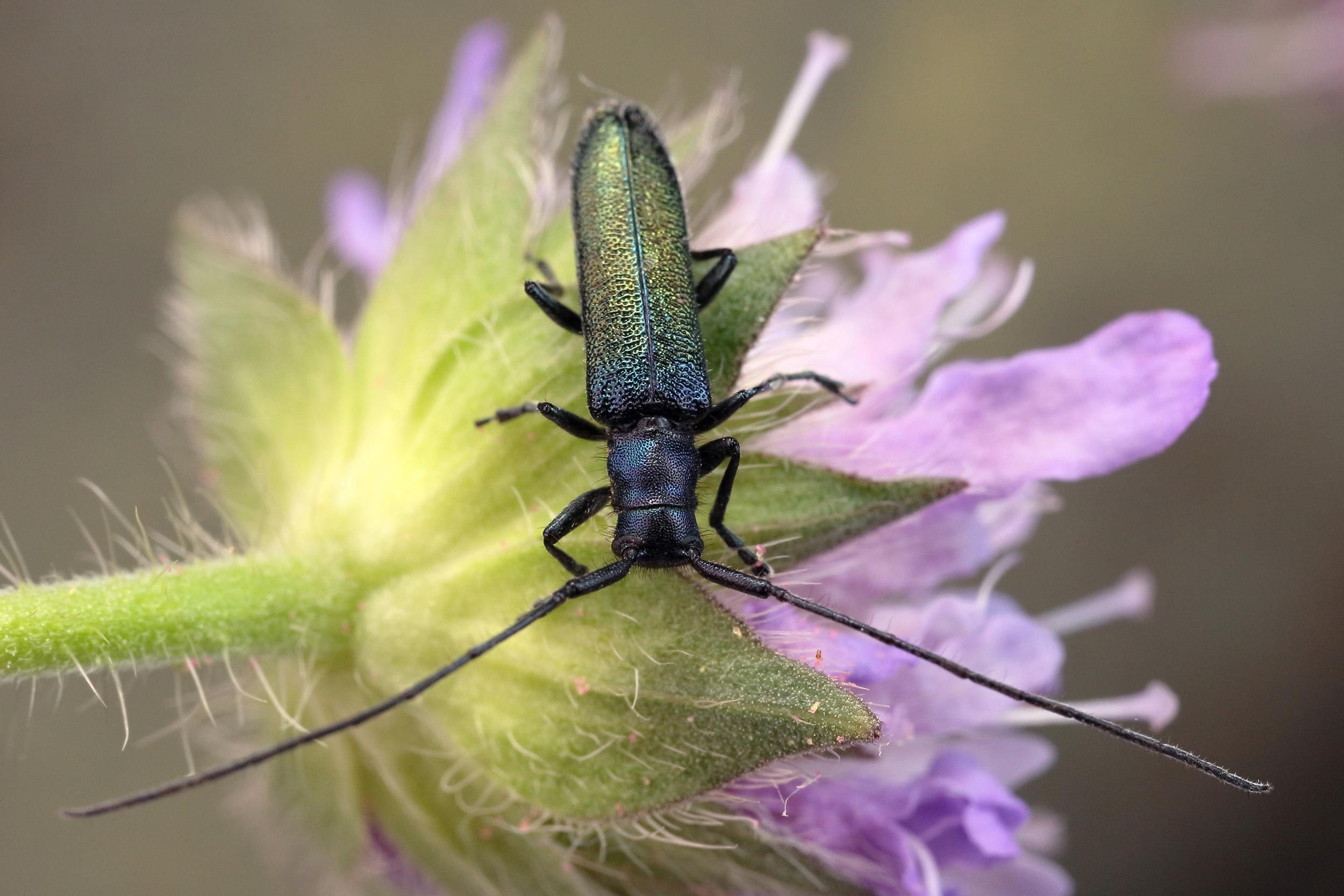 Agapanthia intermedia