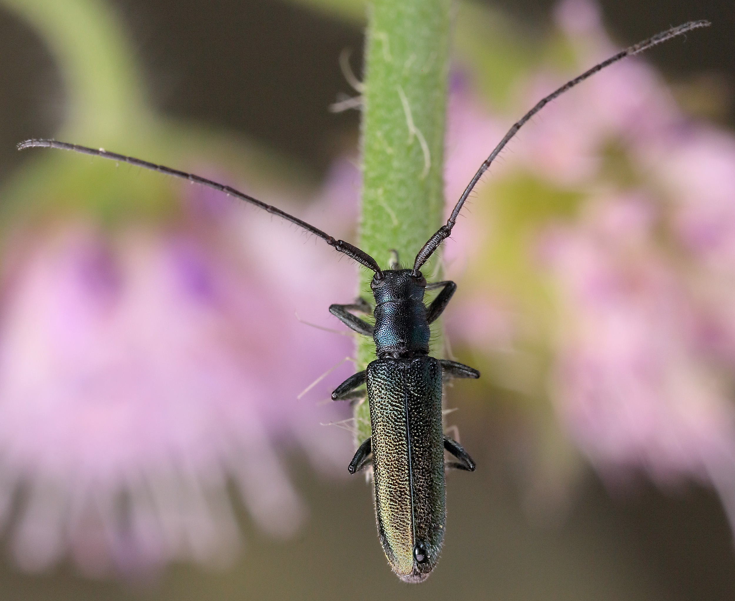 Agapanthia intermedia