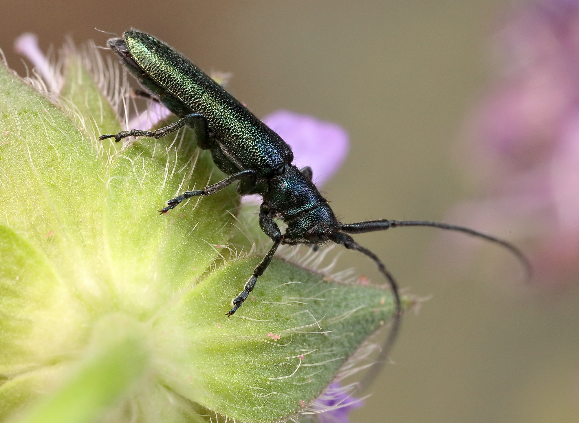 Agapanthia intermedia