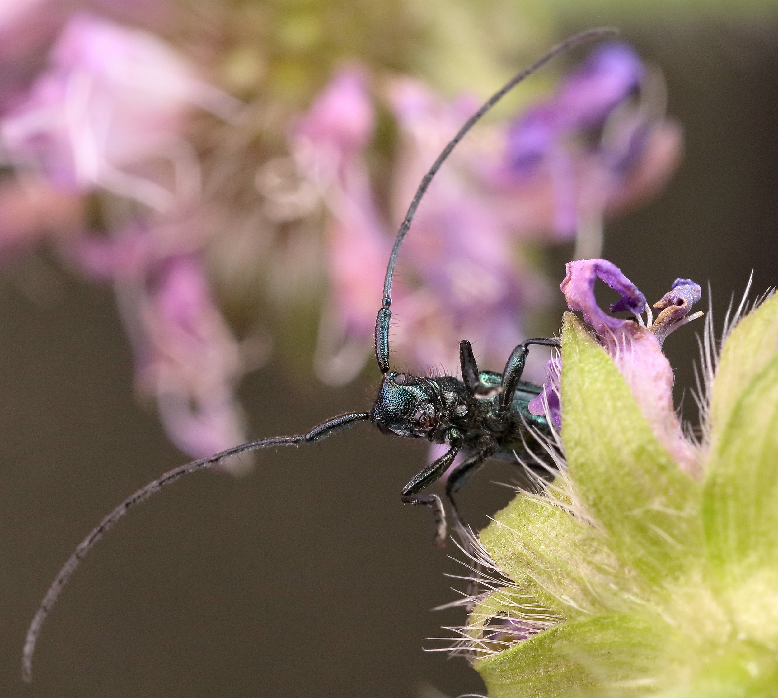 Agapanthia intermedia