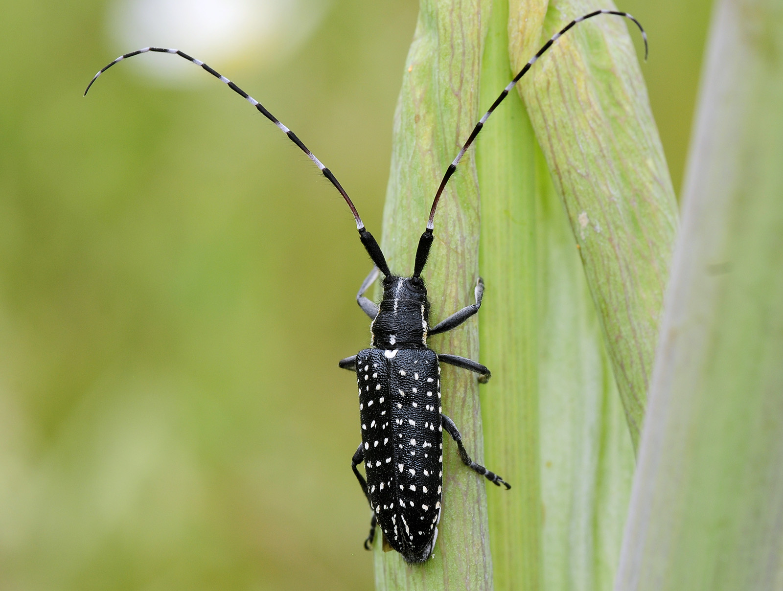 Agapanthia irrorata