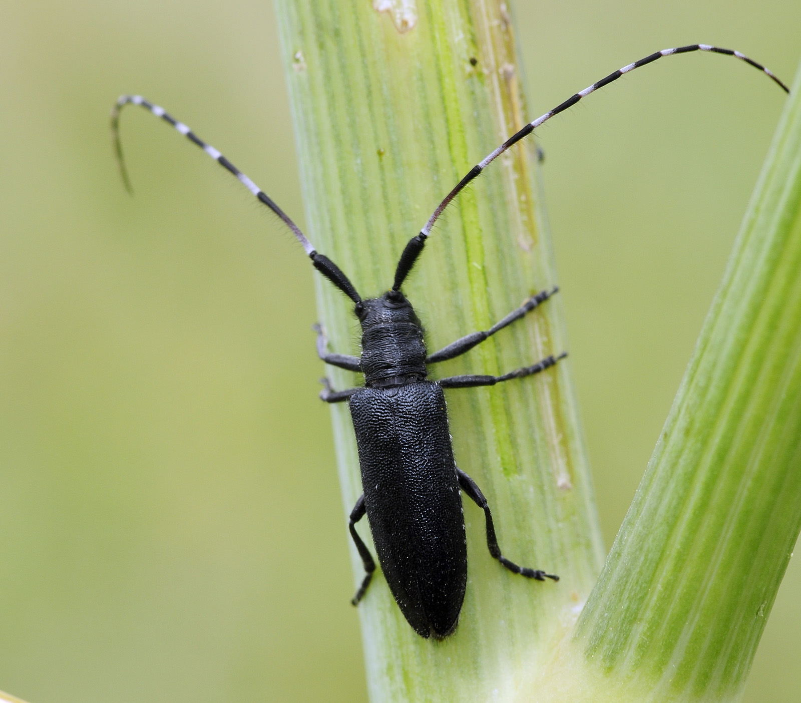 Agapanthia irrorata