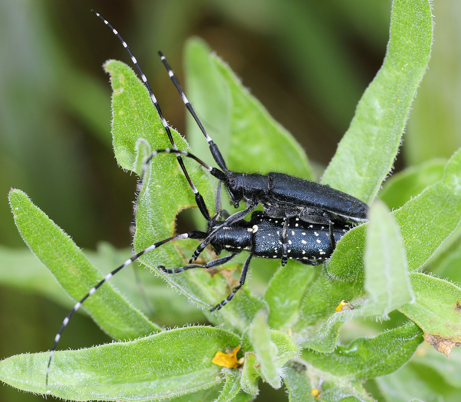 Agapanthia irrorata