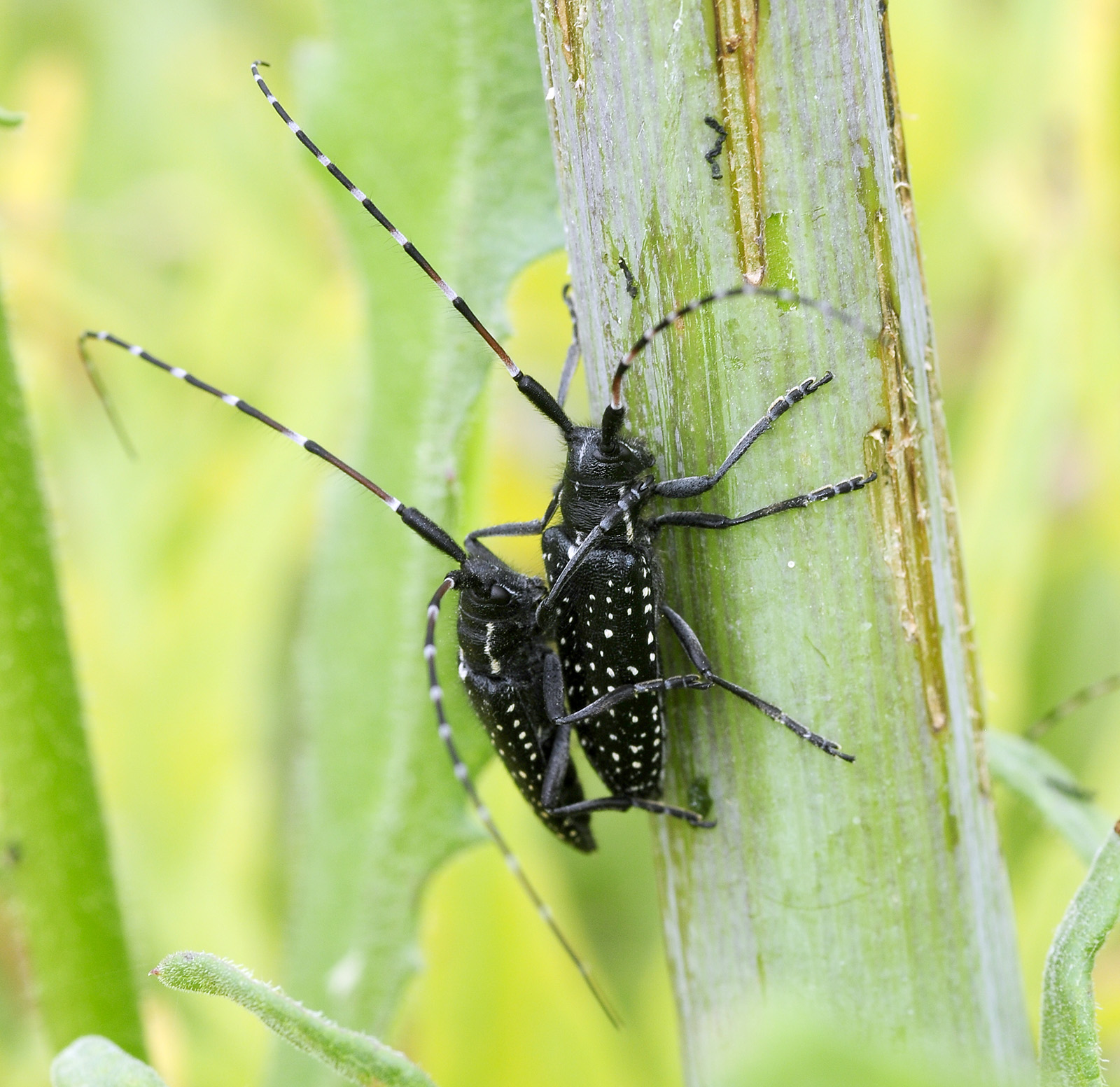 Agapanthia irrorata