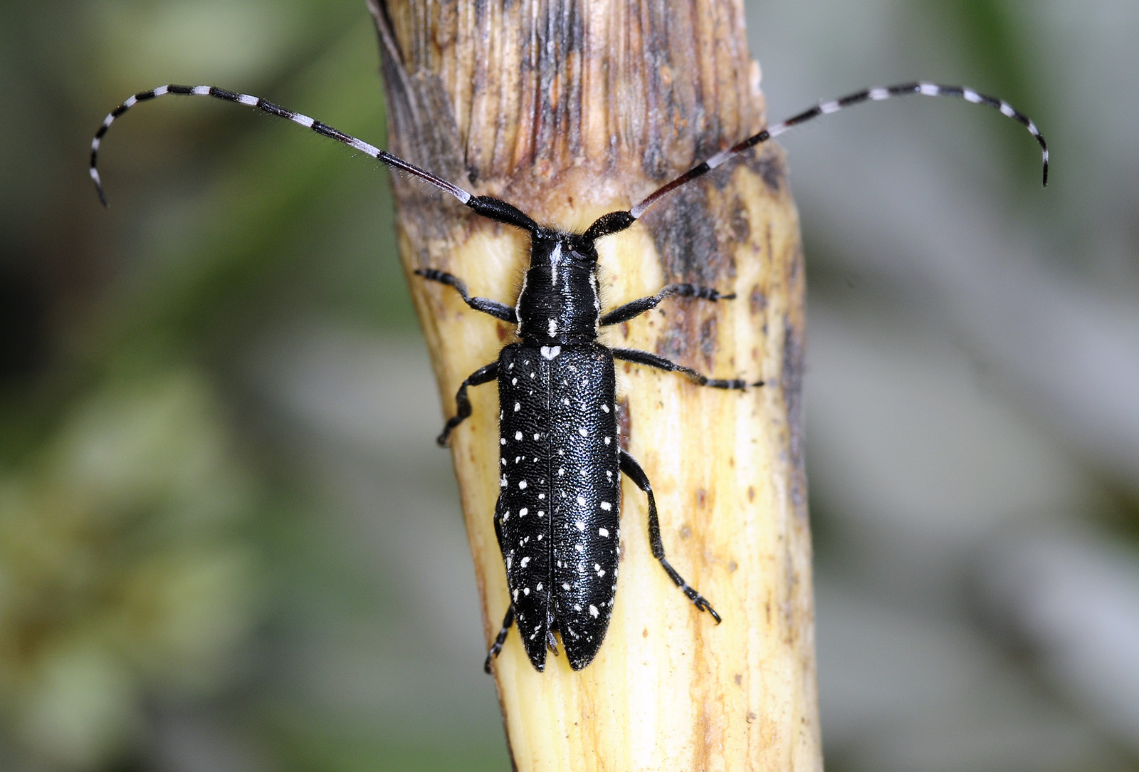 Agapanthia irrorata