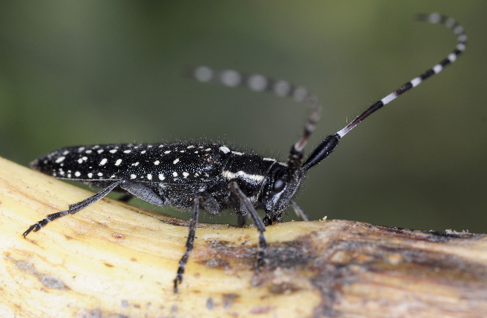 Agapanthia irrorata